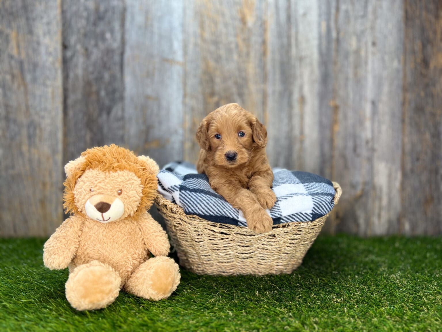 I am just a tiny baby and would love to join your family soon! Of course, you can’t see how cute and curly I will be when I get older, so the Dog Club will send updated photos when I am about 6 to 7 weeks old, if you choose to adopt me. Infant puppy deposits are refundable or transferrable.