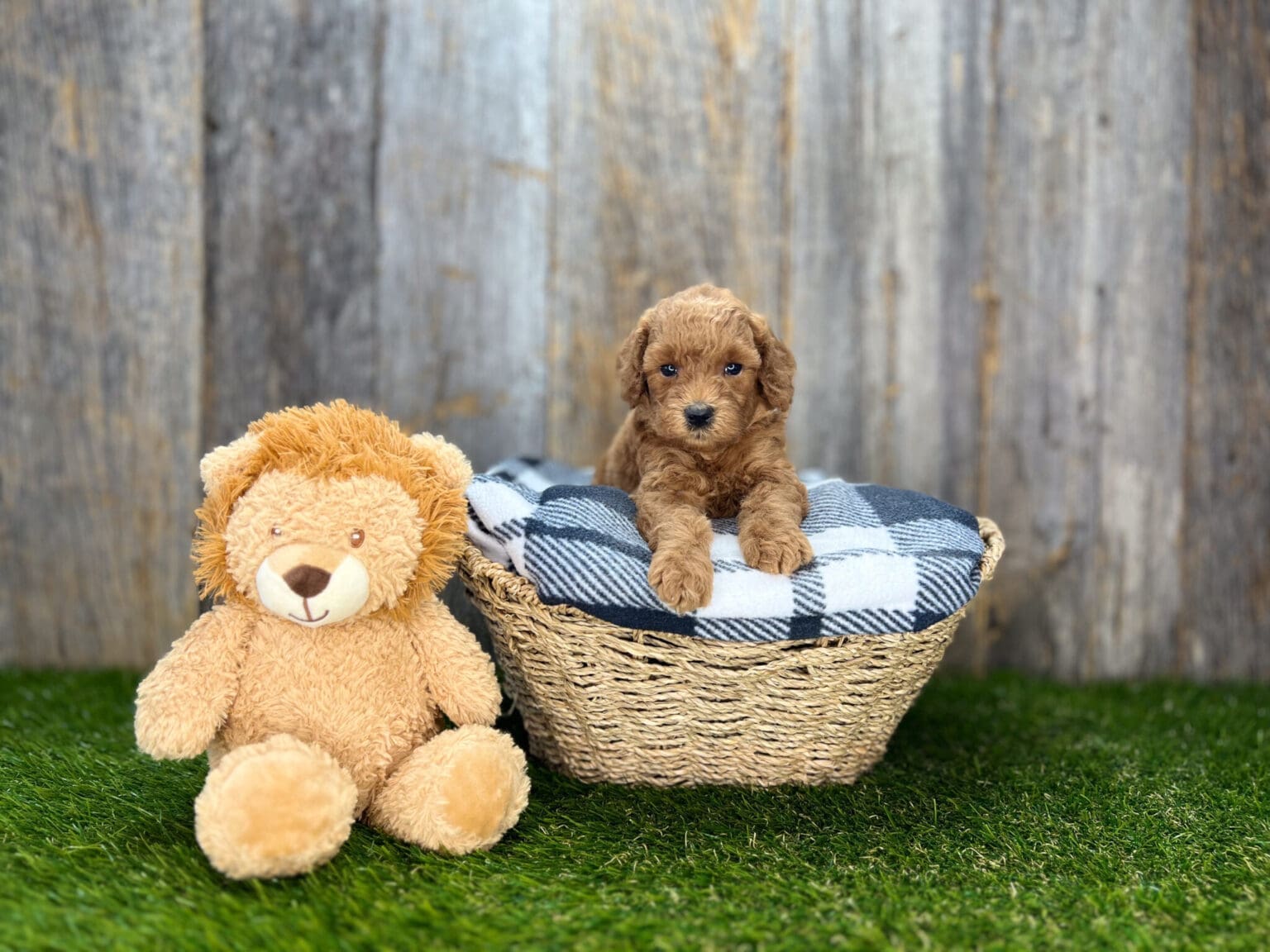 I am just a tiny baby and would love to join your family soon! Of course, you can’t see how cute and curly I will be when I get older, so the Dog Club will send updated photos when I am about 6 to 7 weeks old, if you choose to adopt me. Infant puppy deposits are refundable or transferrable.