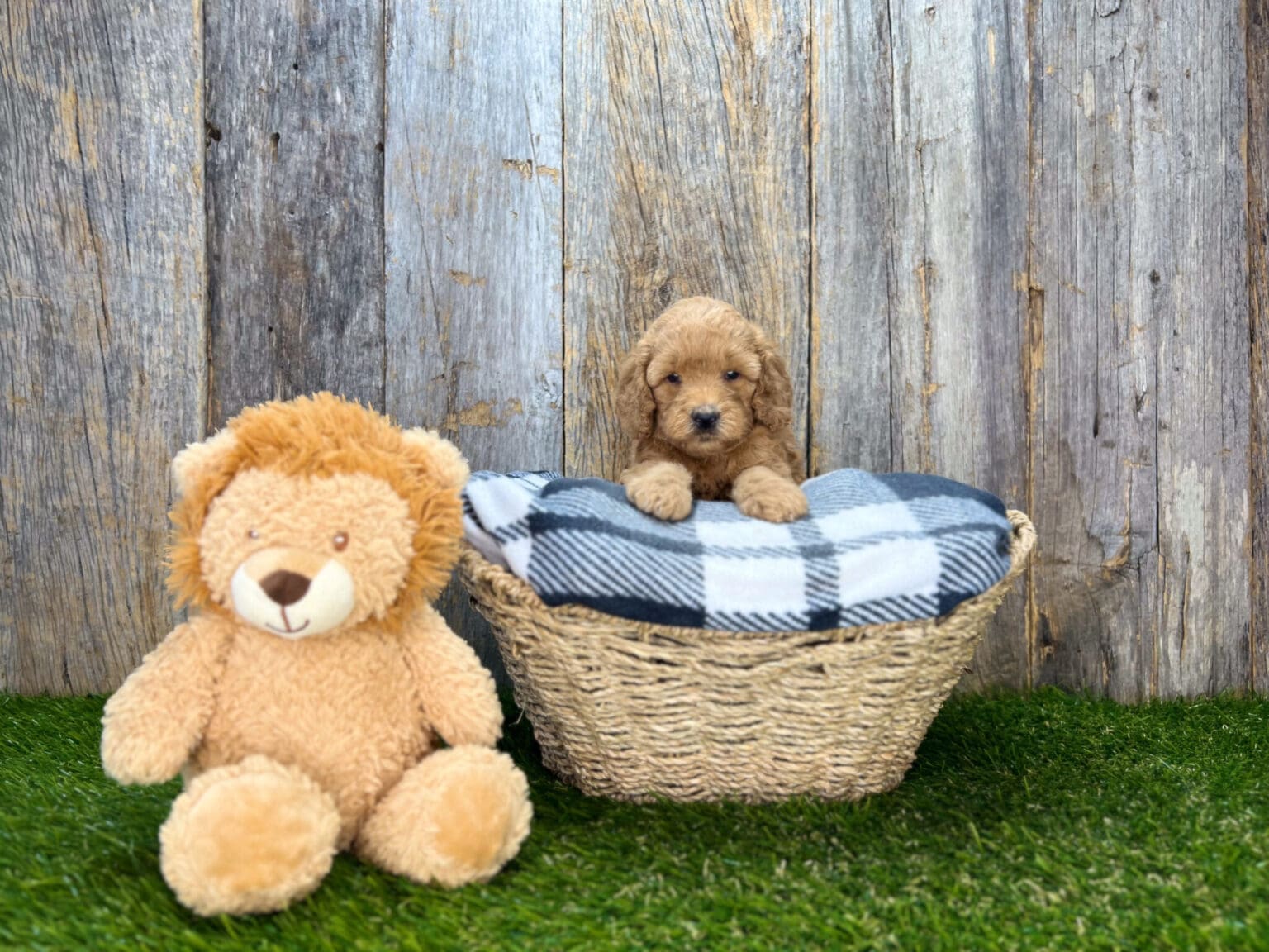 I am just a tiny baby and would love to join your family soon! Of course, you can’t see how cute and curly I will be when I get older, so the Dog Club will send updated photos when I am about 6 to 7 weeks old, if you choose to adopt me. Infant puppy deposits are refundable or transferrable.