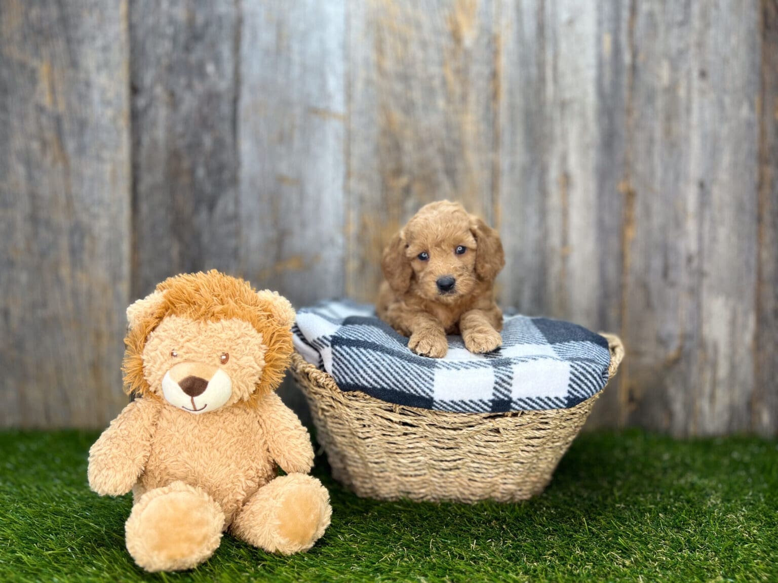 I am just a tiny baby and would love to join your family soon! Of course, you can’t see how cute and curly I will be when I get older, so the Dog Club will send updated photos when I am about 6 to 7 weeks old, if you choose to adopt me. Infant puppy deposits are refundable or transferrable.