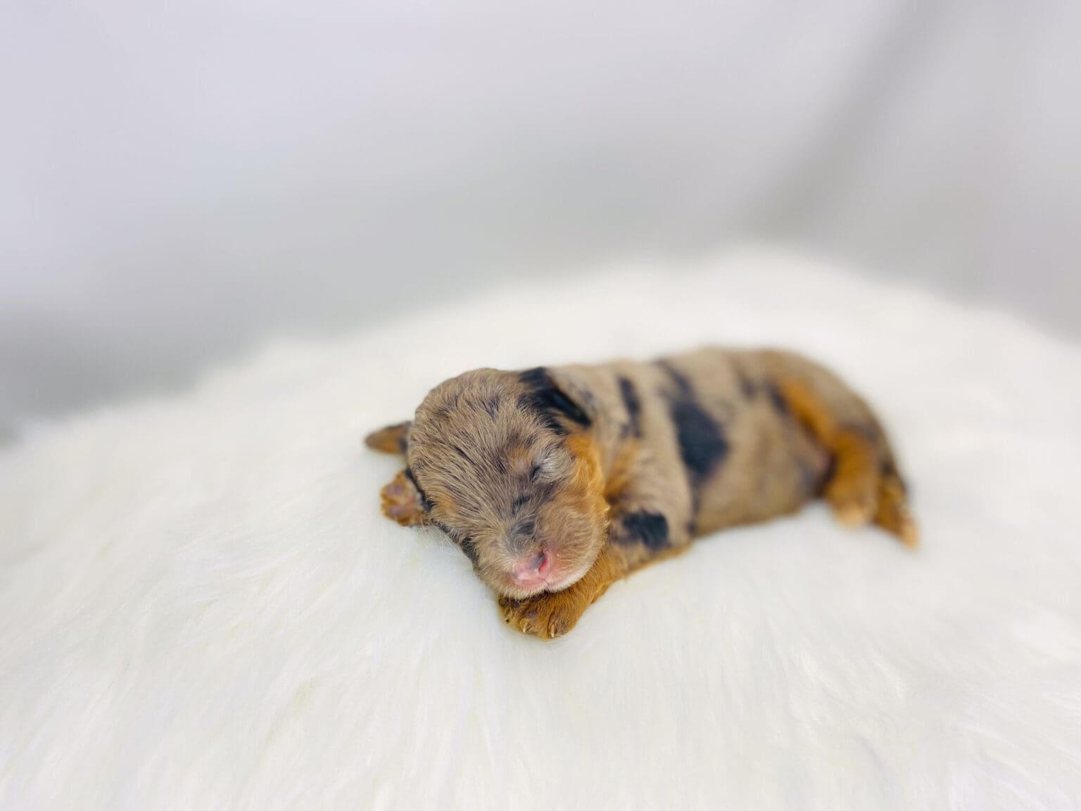 I am just a tiny baby and would love to join your family soon! Of course, you can’t see how cute and curly I will be when I get older, so the Dog Club will send updated photos when I am about 6 to 7 weeks old, if you choose to adopt me. Infant puppy deposits are refundable or transferrable.