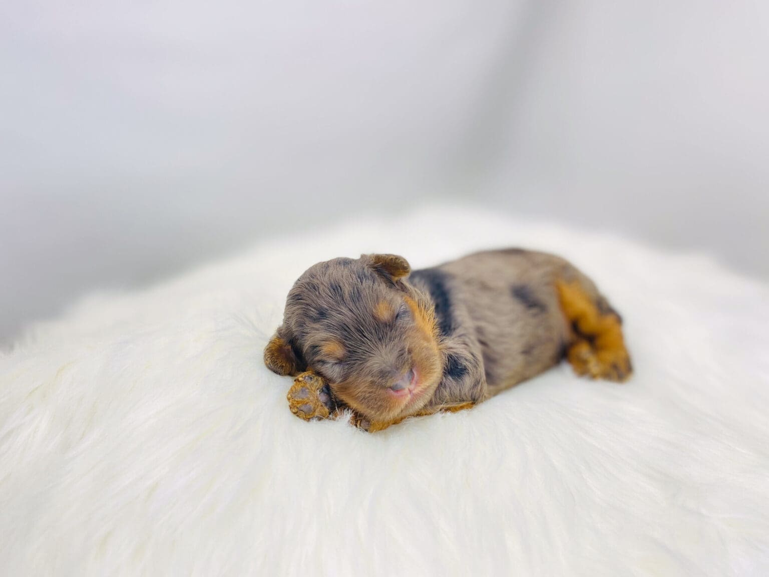 I am just a tiny baby and would love to join your family soon! Of course, you can’t see how cute and curly I will be when I get older, so the Dog Club will send updated photos when I am about 6 to 7 weeks old, if you choose to adopt me. Infant puppy deposits are refundable or transferrable.