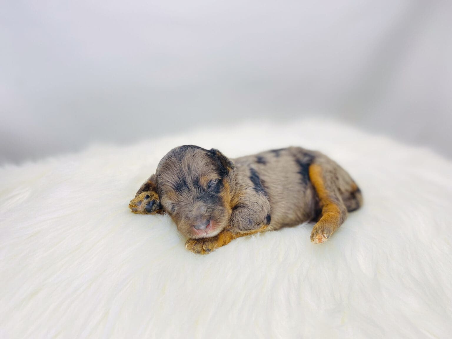 I am just a tiny baby and would love to join your family soon! Of course, you can’t see how cute and curly I will be when I get older, so the Dog Club will send updated photos when I am about 6 to 7 weeks old, if you choose to adopt me. Infant puppy deposits are refundable or transferrable.