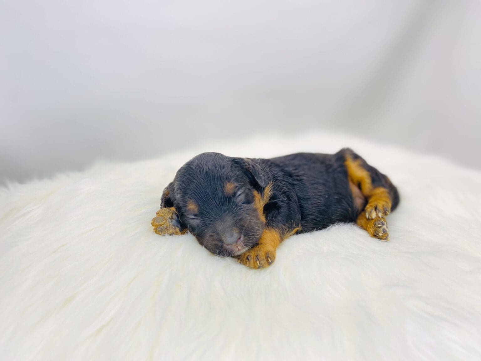 I am just a tiny baby and would love to join your family soon! Of course, you can’t see how cute and curly I will be when I get older, so the Dog Club will send updated photos when I am about 6 to 7 weeks old, if you choose to adopt me. Infant puppy deposits are refundable or transferrable.