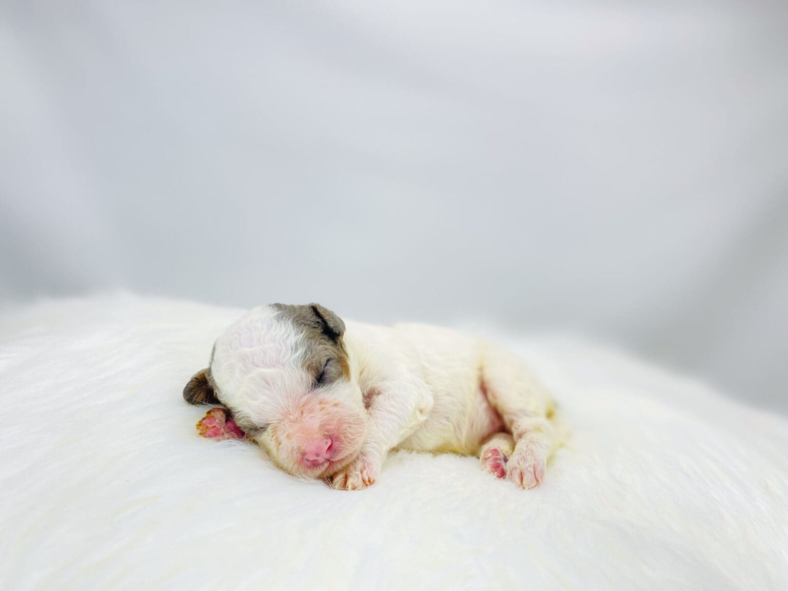 I am just a tiny baby and would love to join your family soon! Of course, you can’t see how cute and curly I will be when I get older, so the Dog Club will send updated photos when I am about 6 to 7 weeks old, if you choose to adopt me. Infant puppy deposits are refundable or transferrable.