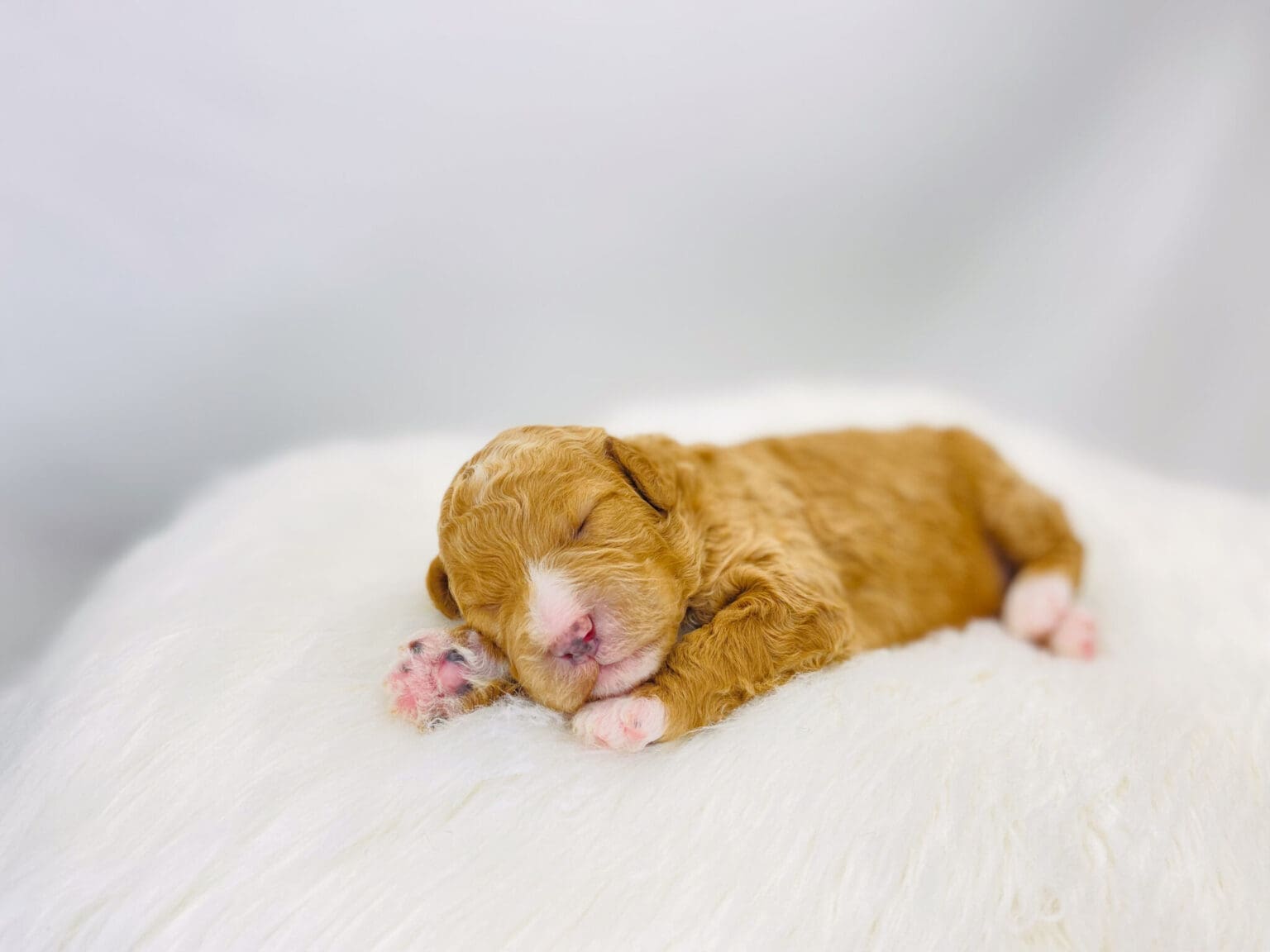I am just a tiny baby and would love to join your family soon! Of course, you can’t see how cute and curly I will be when I get older, so the Dog Club will send updated photos when I am about 6 to 7 weeks old, if you choose to adopt me. Infant puppy deposits are refundable or transferrable.
