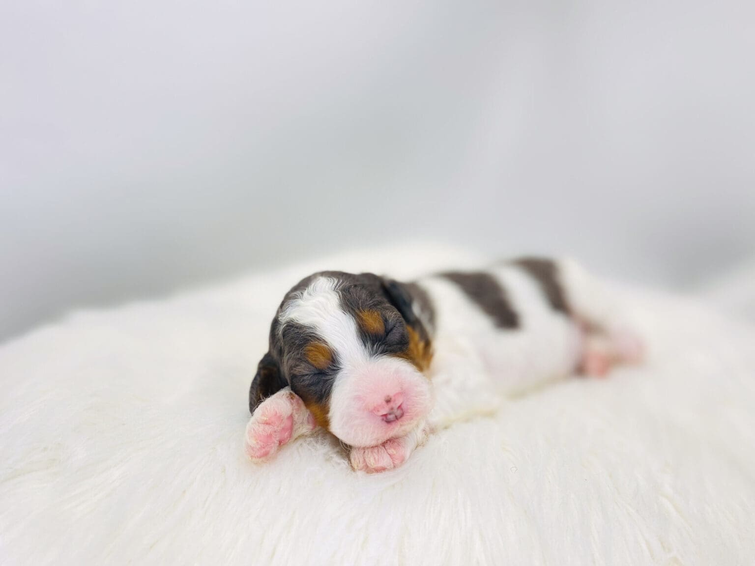 I am just a tiny baby and would love to join your family soon! Of course, you can’t see how cute and curly I will be when I get older, so the Dog Club will send updated photos when I am about 6 to 7 weeks old, if you choose to adopt me. Infant puppy deposits are refundable or transferrable.