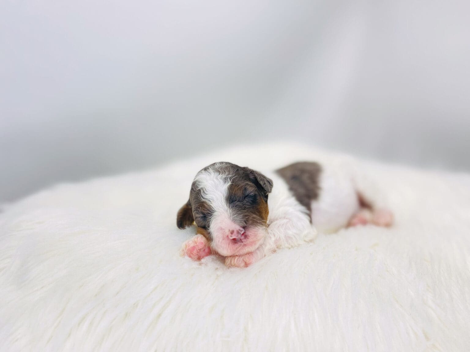 I am just a tiny baby and would love to join your family soon! Of course, you can’t see how cute and curly I will be when I get older, so the Dog Club will send updated photos when I am about 6 to 7 weeks old, if you choose to adopt me. Infant puppy deposits are refundable or transferrable.