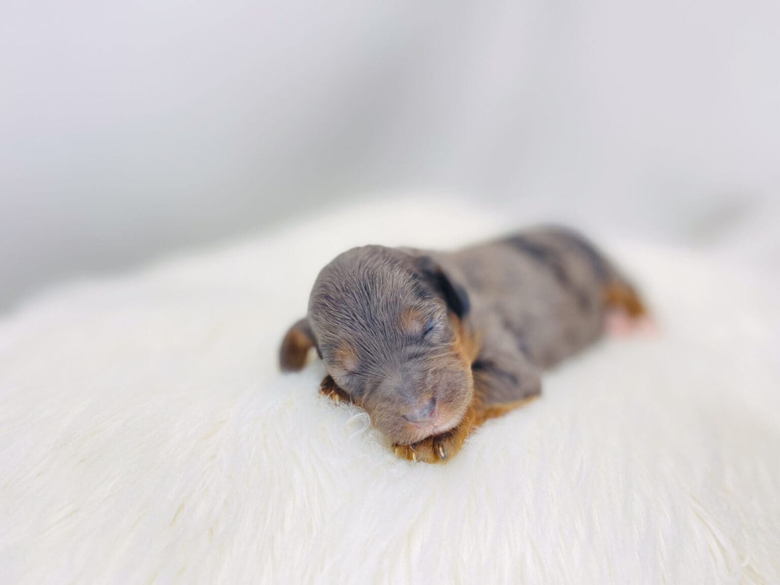 I am just a tiny baby and would love to join your family soon! Of course, you can’t see how cute and curly I will be when I get older, so the Dog Club will send updated photos when I am about 6 to 7 weeks old, if you choose to adopt me. Infant puppy deposits are refundable or transferrable.