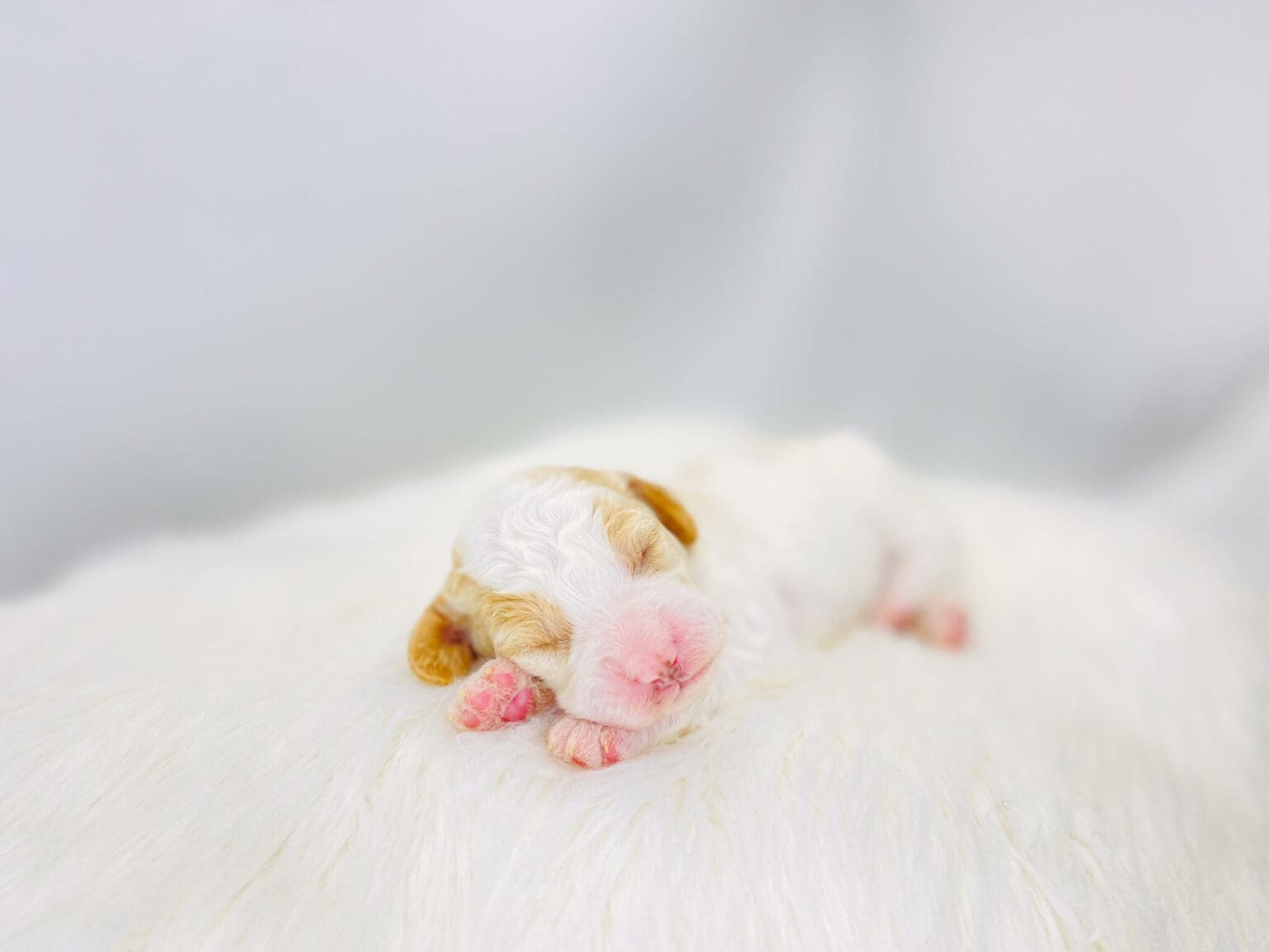I am just a tiny baby and would love to join your family soon! Of course, you can’t see how cute and curly I will be when I get older, so the Dog Club will send updated photos when I am about 6 to 7 weeks old, if you choose to adopt me. Infant puppy deposits are refundable or transferrable.