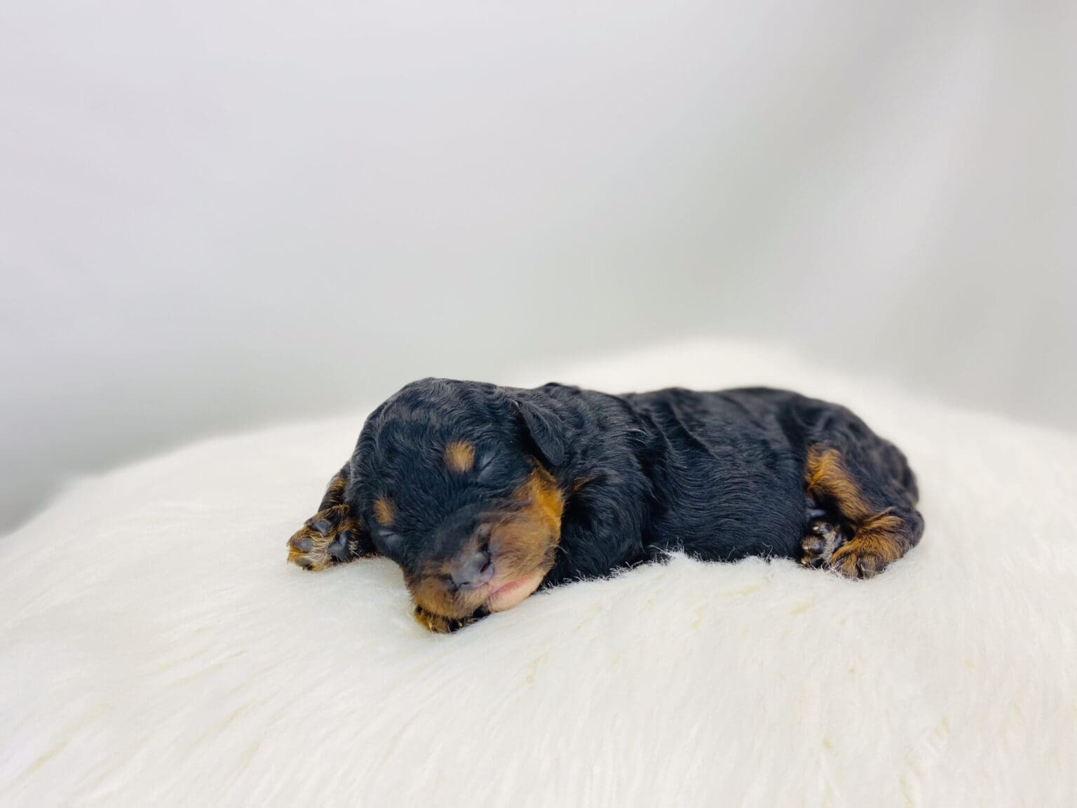 I am just a tiny baby and would love to join your family soon! Of course, you can’t see how cute and curly I will be when I get older, so the Dog Club will send updated photos when I am about 6 to 7 weeks old, if you choose to adopt me. Infant puppy deposits are refundable or transferrable.