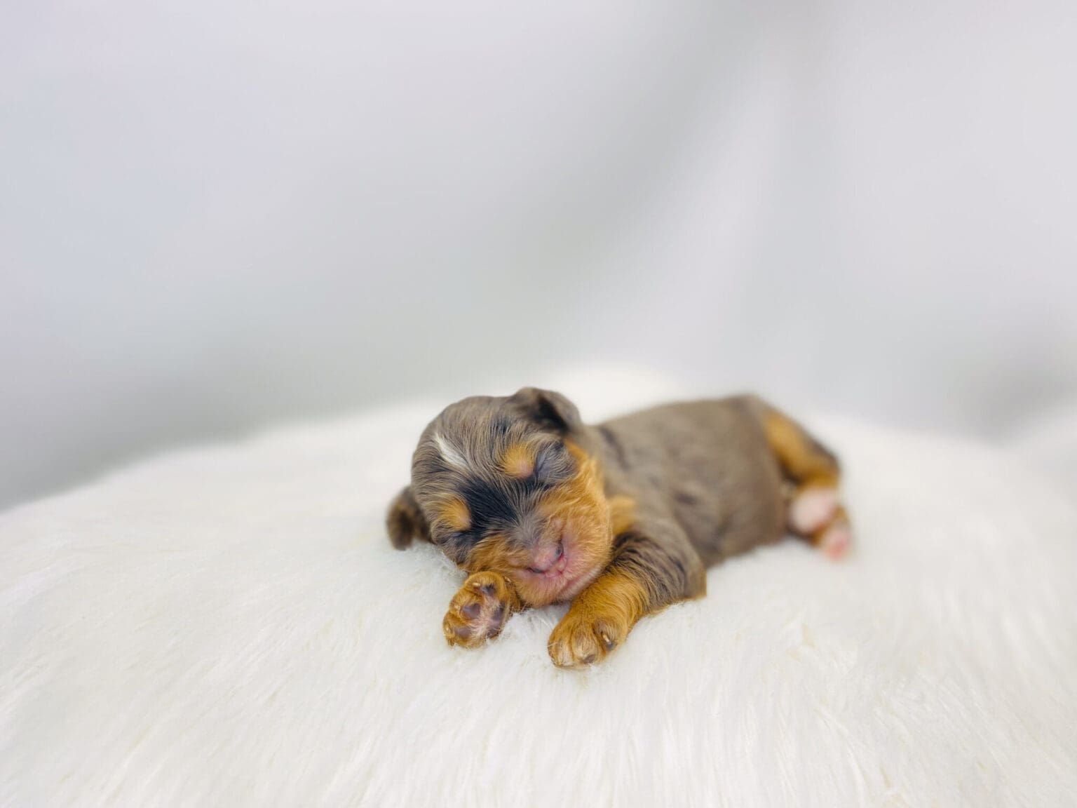 I am just a tiny baby and would love to join your family soon! Of course, you can’t see how cute and curly I will be when I get older, so the Dog Club will send updated photos when I am about 6 to 7 weeks old, if you choose to adopt me. Infant puppy deposits are refundable or transferrable.