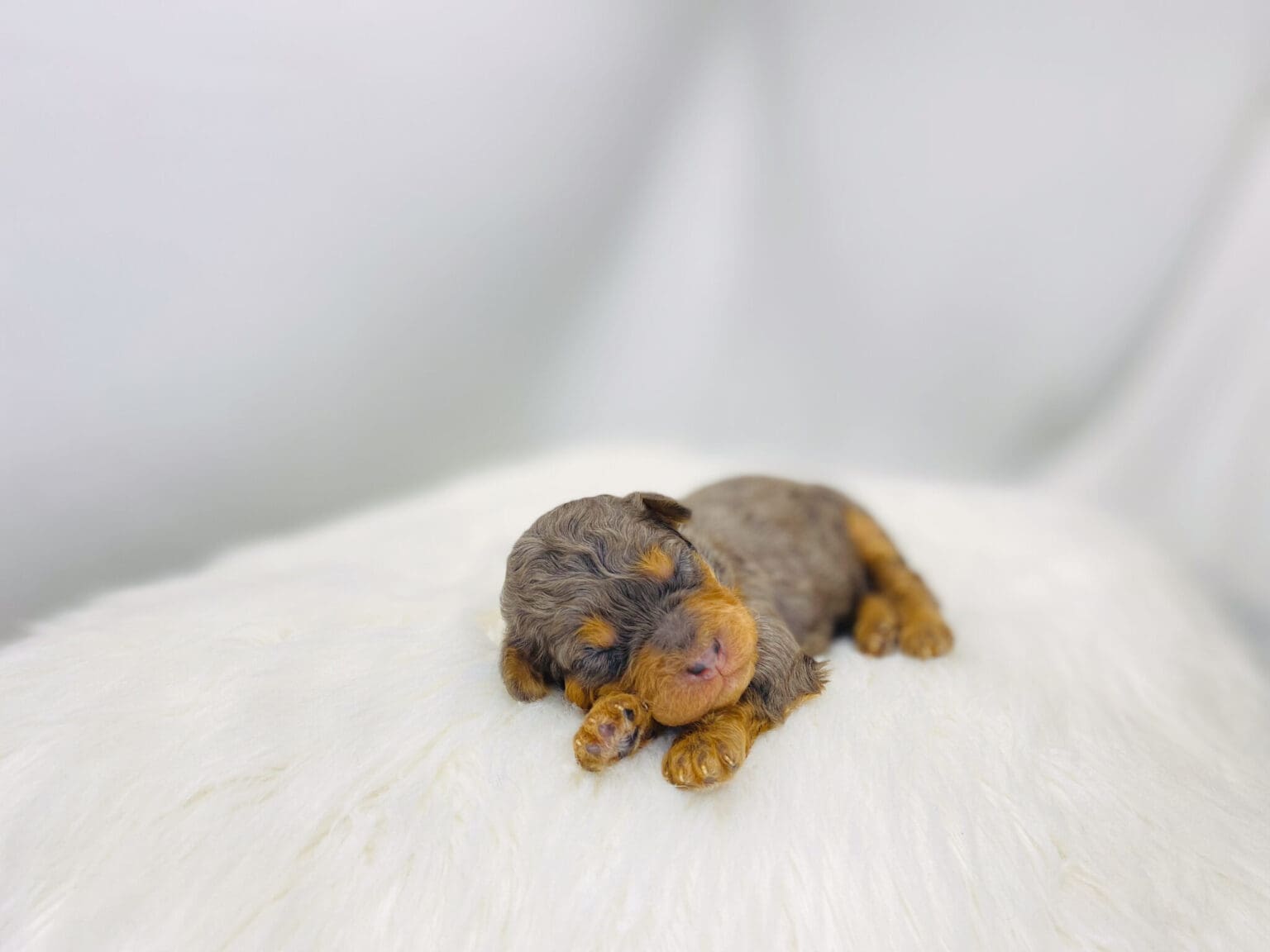 I am just a tiny baby and would love to join your family soon! Of course, you can’t see how cute and curly I will be when I get older, so the Dog Club will send updated photos when I am about 6 to 7 weeks old, if you choose to adopt me. Infant puppy deposits are refundable or transferrable.