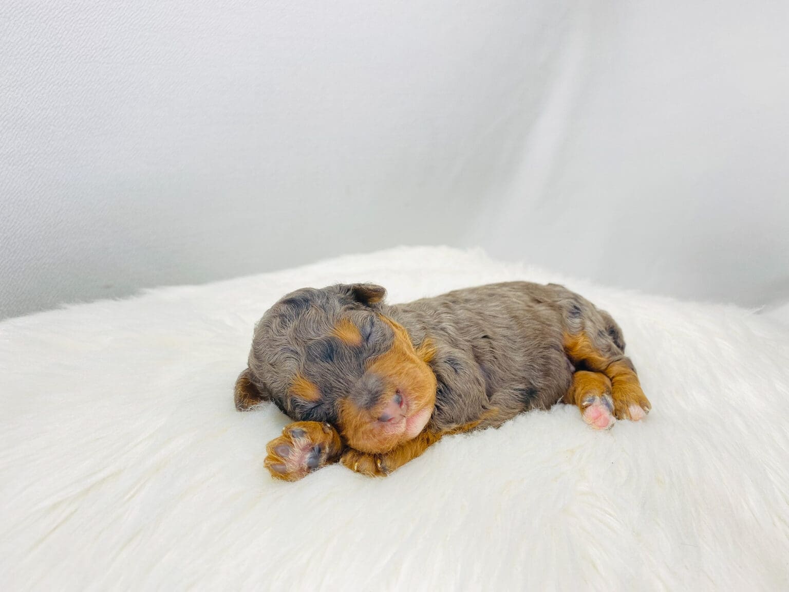 I am just a tiny baby and would love to join your family soon! Of course, you can’t see how cute and curly I will be when I get older, so the Dog Club will send updated photos when I am about 6 to 7 weeks old, if you choose to adopt me. Infant puppy deposits are refundable or transferrable.