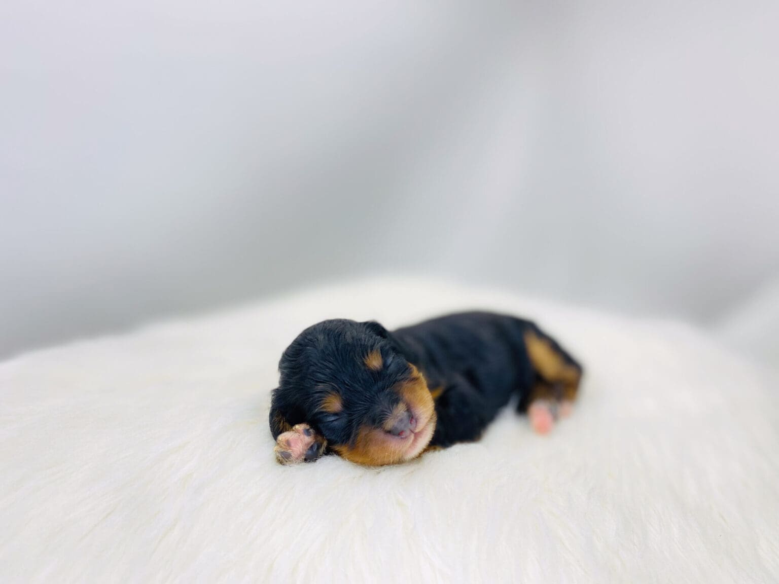 I am just a tiny baby and would love to join your family soon! Of course, you can’t see how cute and curly I will be when I get older, so the Dog Club will send updated photos when I am about 6 to 7 weeks old, if you choose to adopt me. Infant puppy deposits are refundable or transferrable.