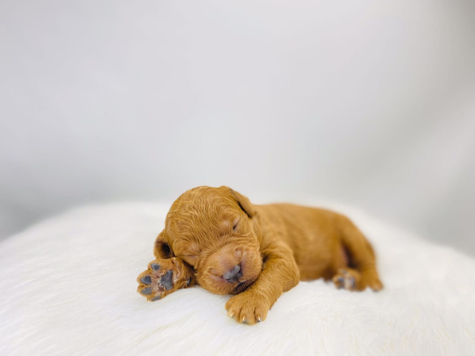 I am just a tiny baby and would love to join your family soon! Of course, you can’t see how cute and curly I will be when I get older, so the Dog Club will send updated photos when I am about 6 to 7 weeks old, if you choose to adopt me. Infant puppy deposits are refundable or transferrable.