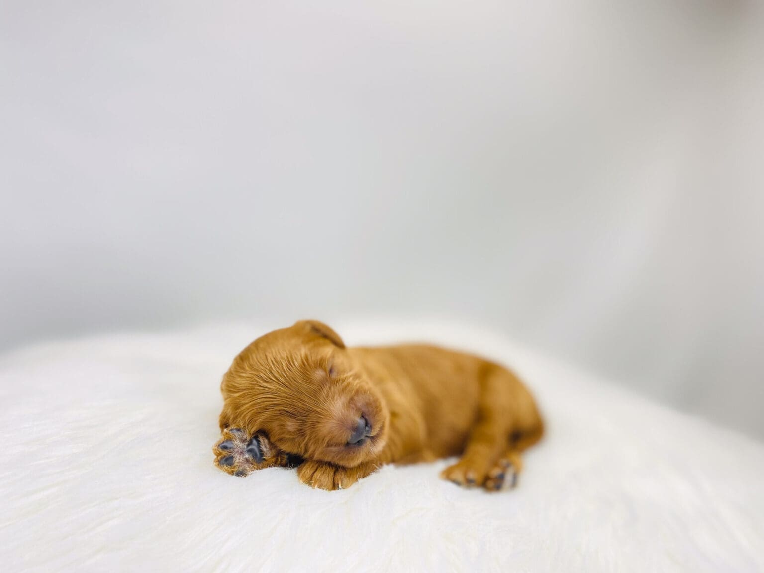 I am just a tiny baby and would love to join your family soon! Of course, you can’t see how cute and curly I will be when I get older, so the Dog Club will send updated photos when I am about 6 to 7 weeks old, if you choose to adopt me. Infant puppy deposits are refundable or transferrable.