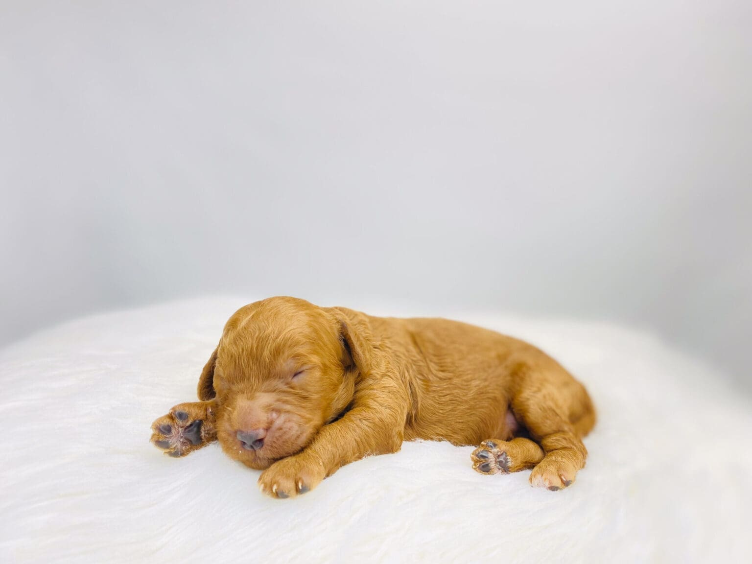 I am just a tiny baby and would love to join your family soon! Of course, you can’t see how cute and curly I will be when I get older, so the Dog Club will send updated photos when I am about 6 to 7 weeks old, if you choose to adopt me. Infant puppy deposits are refundable or transferrable.