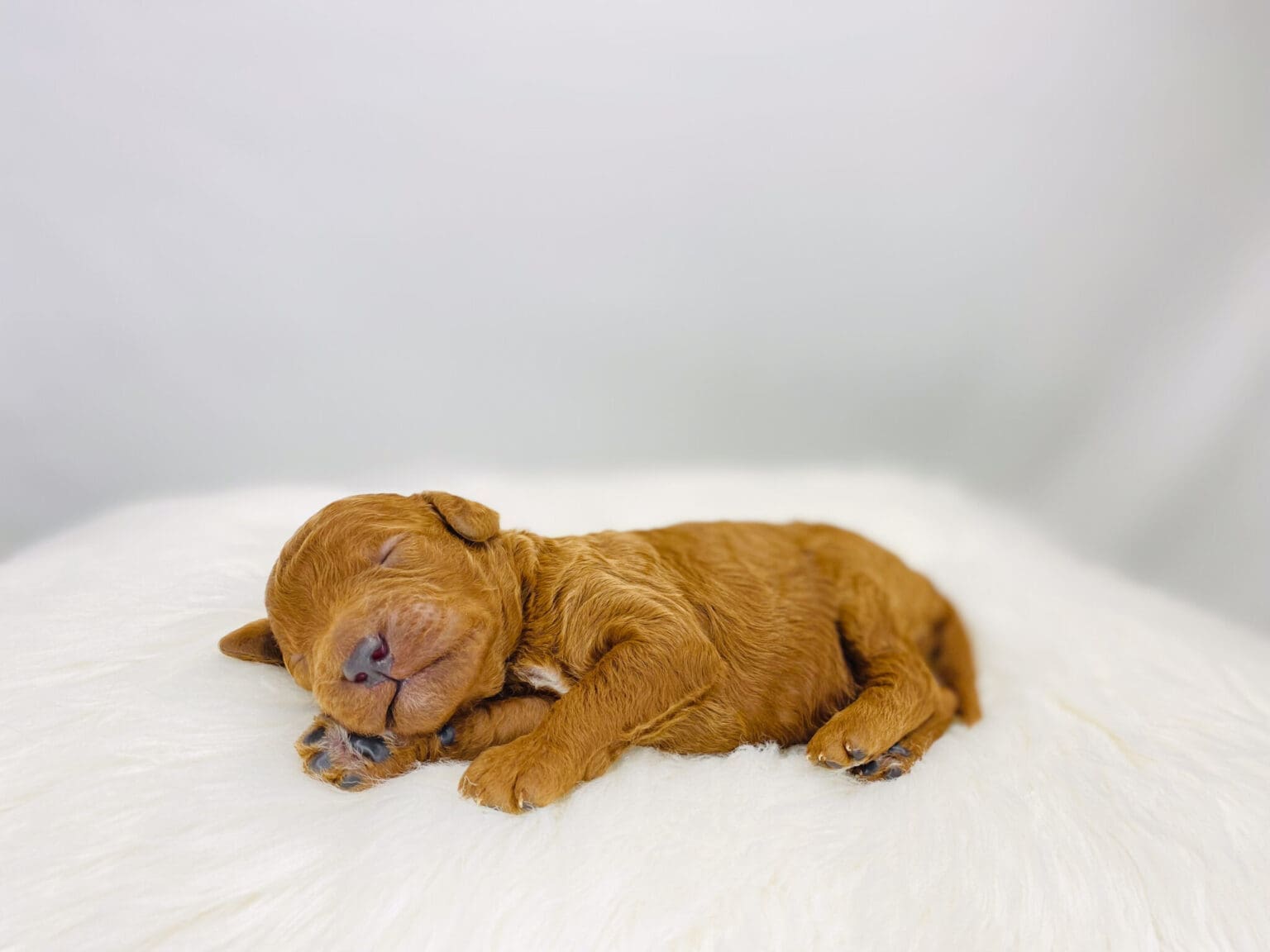 I am just a tiny baby and would love to join your family soon! Of course, you can’t see how cute and curly I will be when I get older, so the Dog Club will send updated photos when I am about 6 to 7 weeks old, if you choose to adopt me. Infant puppy deposits are refundable or transferrable.