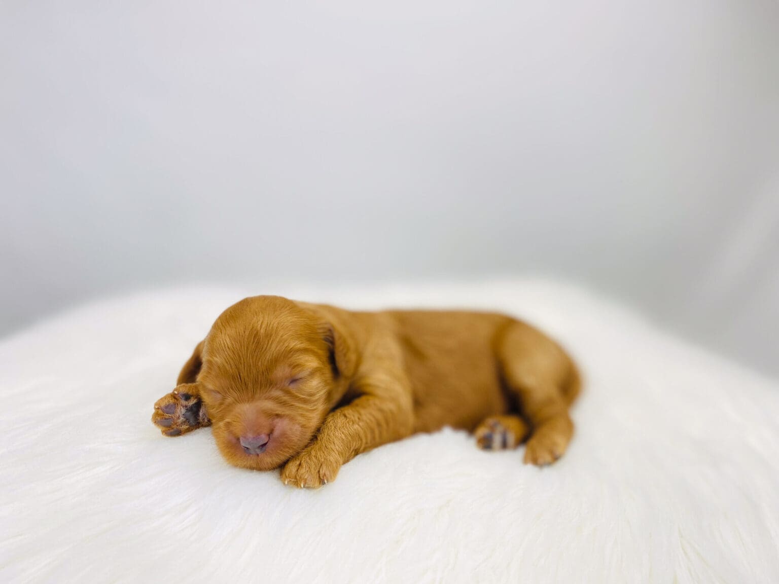 I am just a tiny baby and would love to join your family soon! Of course, you can’t see how cute and curly I will be when I get older, so the Dog Club will send updated photos when I am about 6 to 7 weeks old, if you choose to adopt me. Infant puppy deposits are refundable or transferrable.