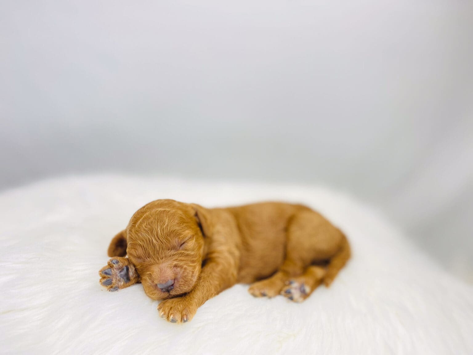 I am just a tiny baby and would love to join your family soon! Of course, you can’t see how cute and curly I will be when I get older, so the Dog Club will send updated photos when I am about 6 to 7 weeks old, if you choose to adopt me. Infant puppy deposits are refundable or transferrable.