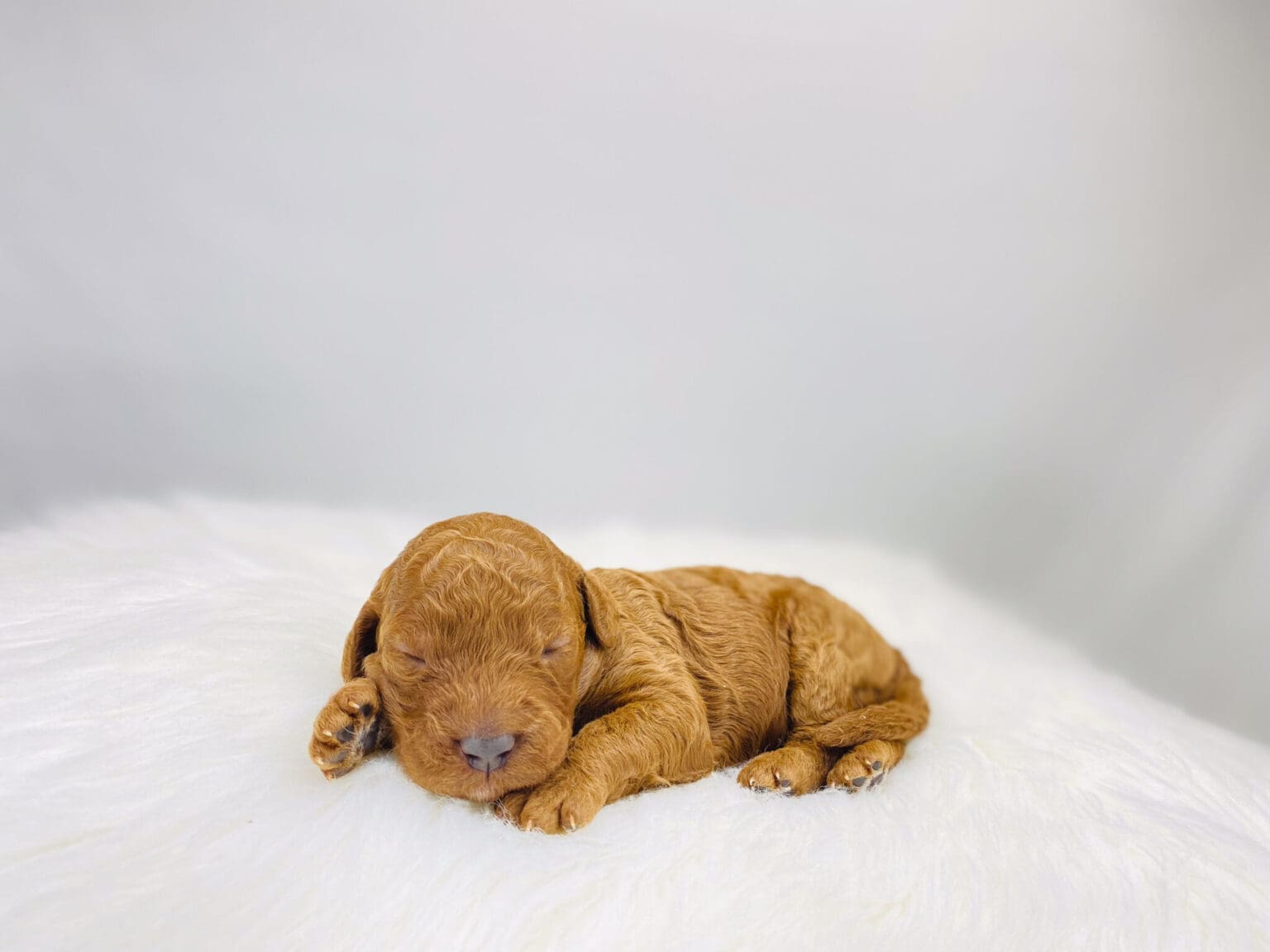 I am just a tiny baby and would love to join your family soon! Of course, you can’t see how cute and curly I will be when I get older, so the Dog Club will send updated photos when I am about 6 to 7 weeks old, if you choose to adopt me. Infant puppy deposits are refundable or transferrable.