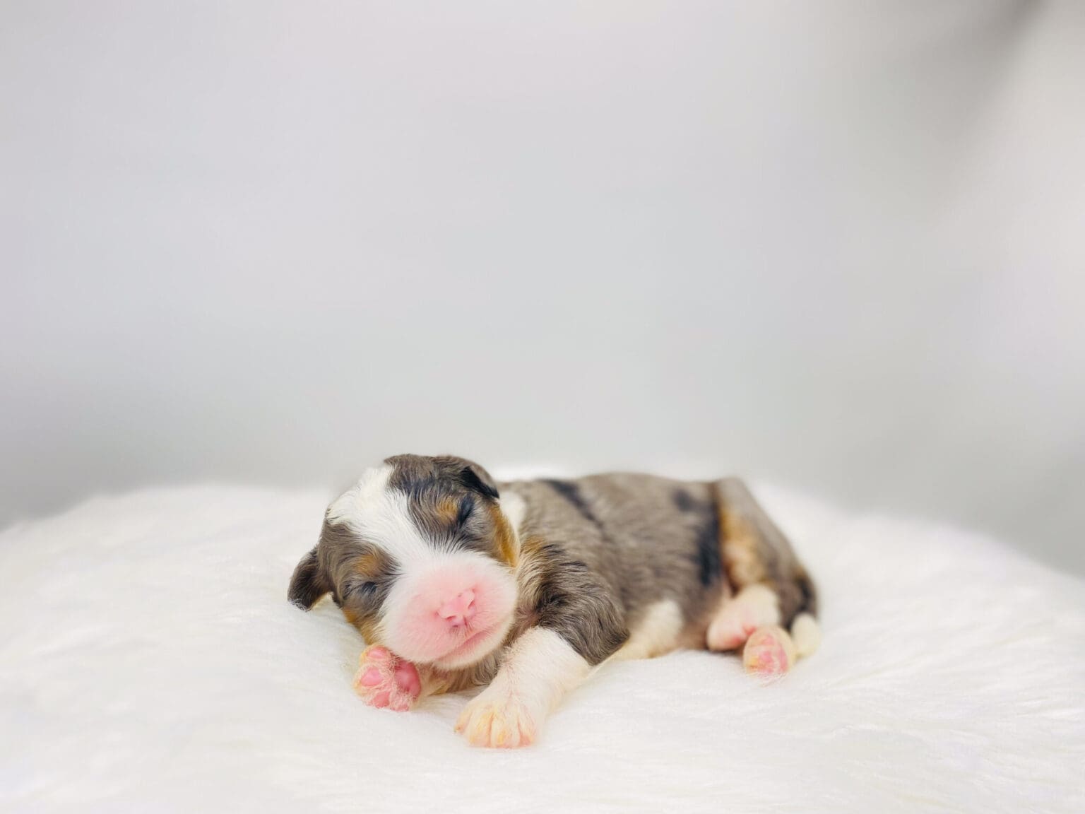I am just a tiny baby and would love to join your family soon! Of course, you can’t see how cute and curly I will be when I get older, so the Dog Club will send updated photos when I am about 6 to 7 weeks old, if you choose to adopt me. Infant puppy deposits are refundable or transferrable.