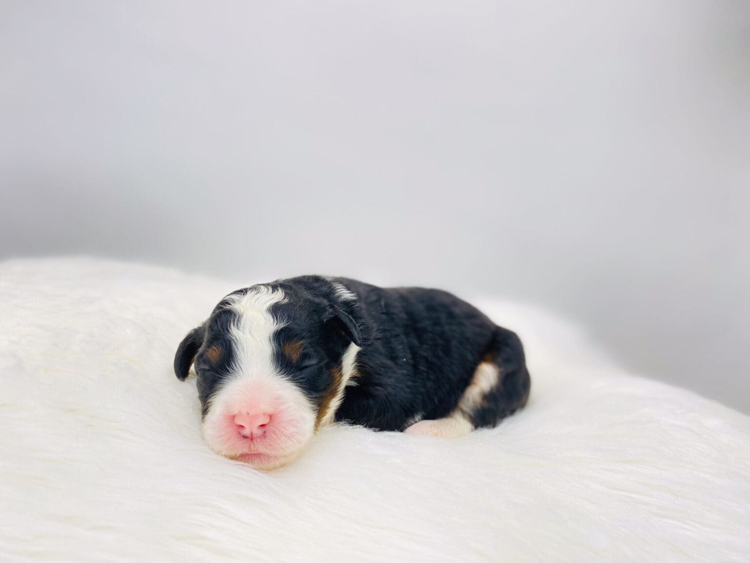 I am just a tiny baby and would love to join your family soon! Of course, you can’t see how cute and curly I will be when I get older, so the Dog Club will send updated photos when I am about 6 to 7 weeks old, if you choose to adopt me. Infant puppy deposits are refundable or transferrable.