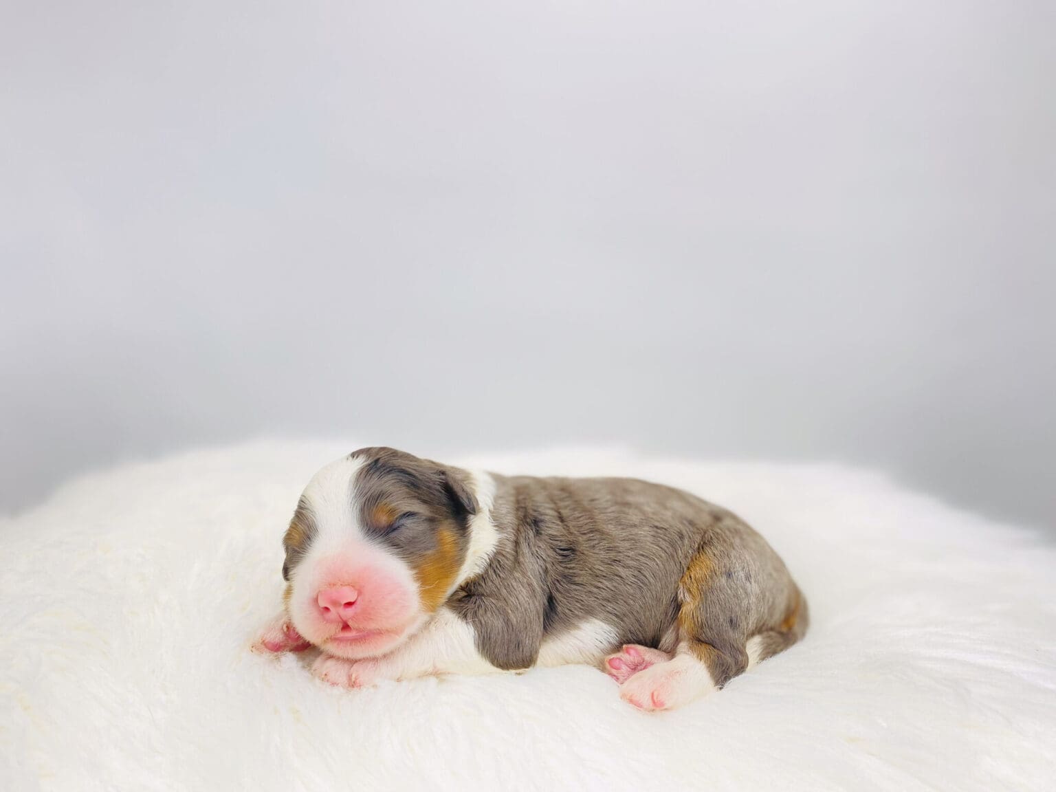 I am just a tiny baby and would love to join your family soon! Of course, you can’t see how cute and curly I will be when I get older, so the Dog Club will send updated photos when I am about 6 to 7 weeks old, if you choose to adopt me. Infant puppy deposits are refundable or transferrable.