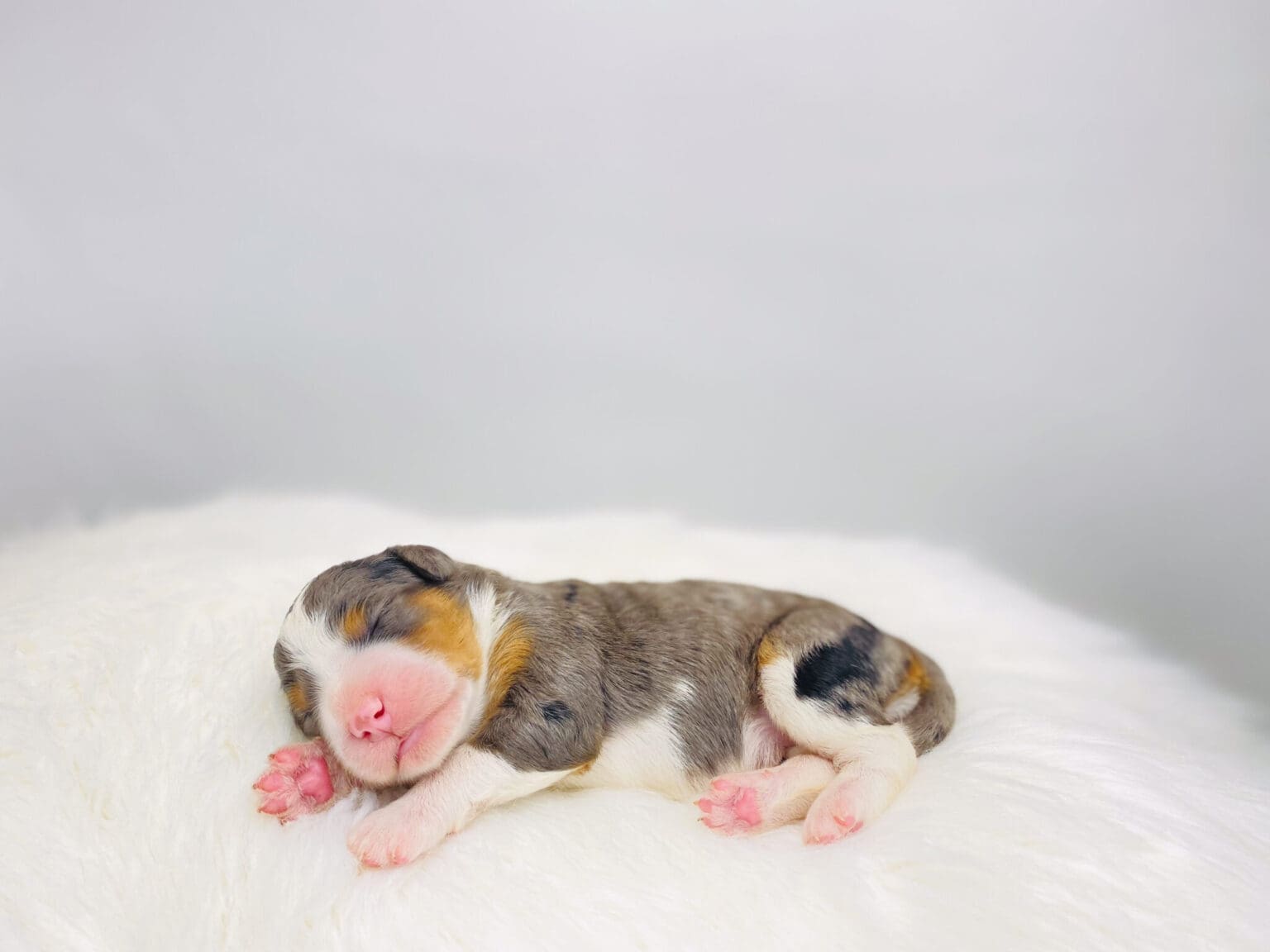 I am just a tiny baby and would love to join your family soon! Of course, you can’t see how cute and curly I will be when I get older, so the Dog Club will send updated photos when I am about 6 to 7 weeks old, if you choose to adopt me. Infant puppy deposits are refundable or transferrable.