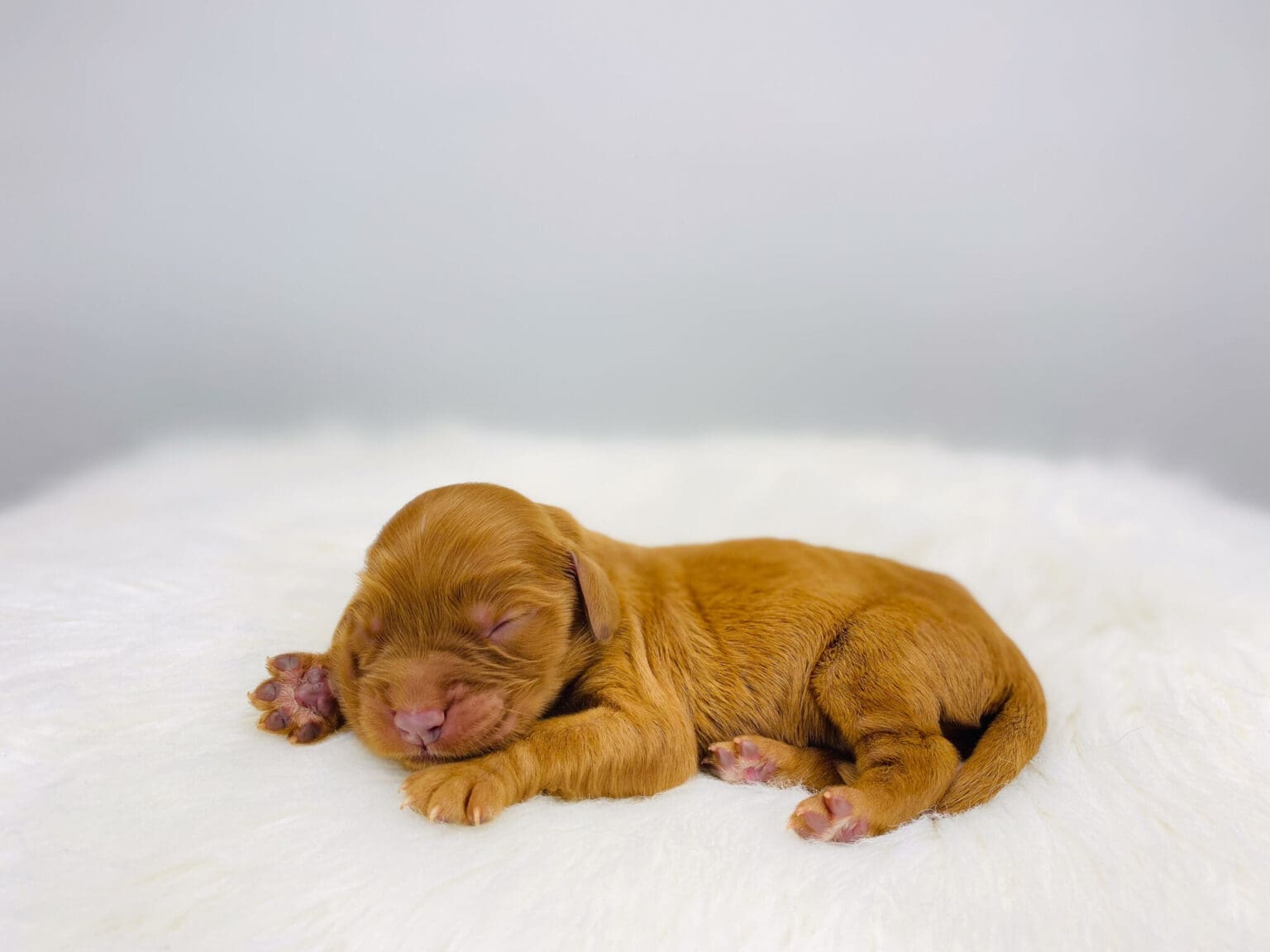 I am just a tiny baby and would love to join your family soon! Of course, you can’t see how cute and curly I will be when I get older, so the Dog Club will send updated photos when I am about 6 to 7 weeks old, if you choose to adopt me. Infant puppy deposits are refundable or transferrable.
