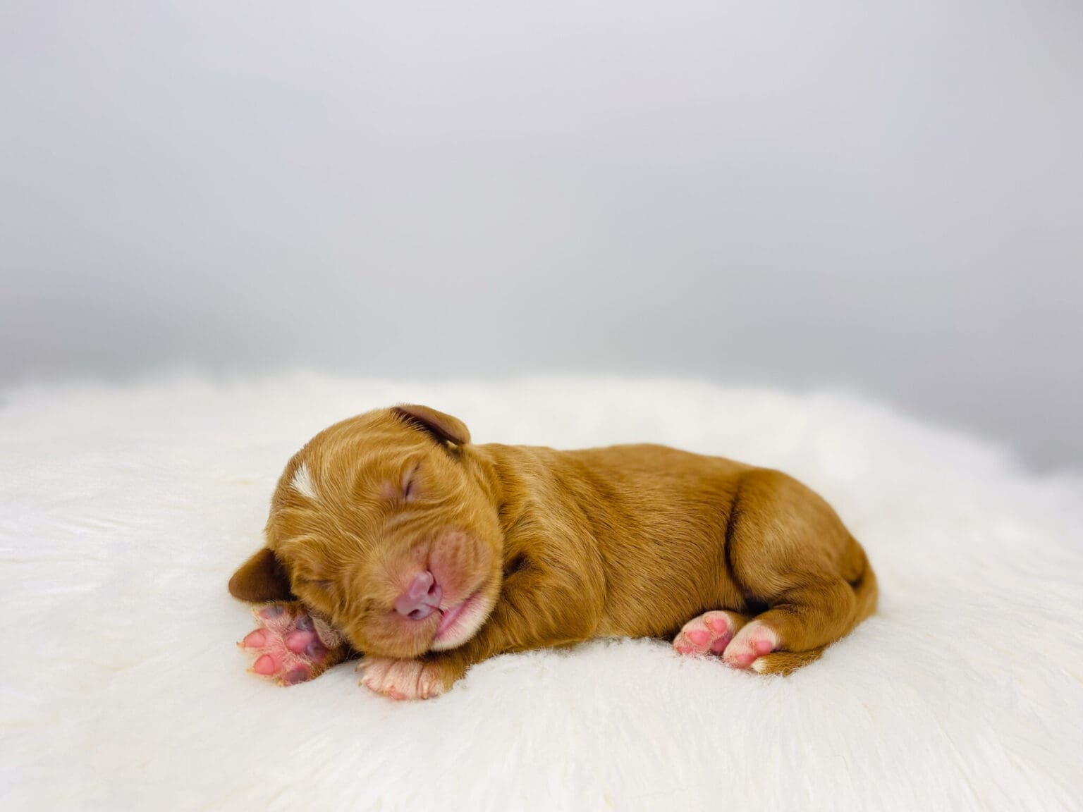 I am just a tiny baby and would love to join your family soon! Of course, you can’t see how cute and curly I will be when I get older, so the Dog Club will send updated photos when I am about 6 to 7 weeks old, if you choose to adopt me. Infant puppy deposits are refundable or transferrable.