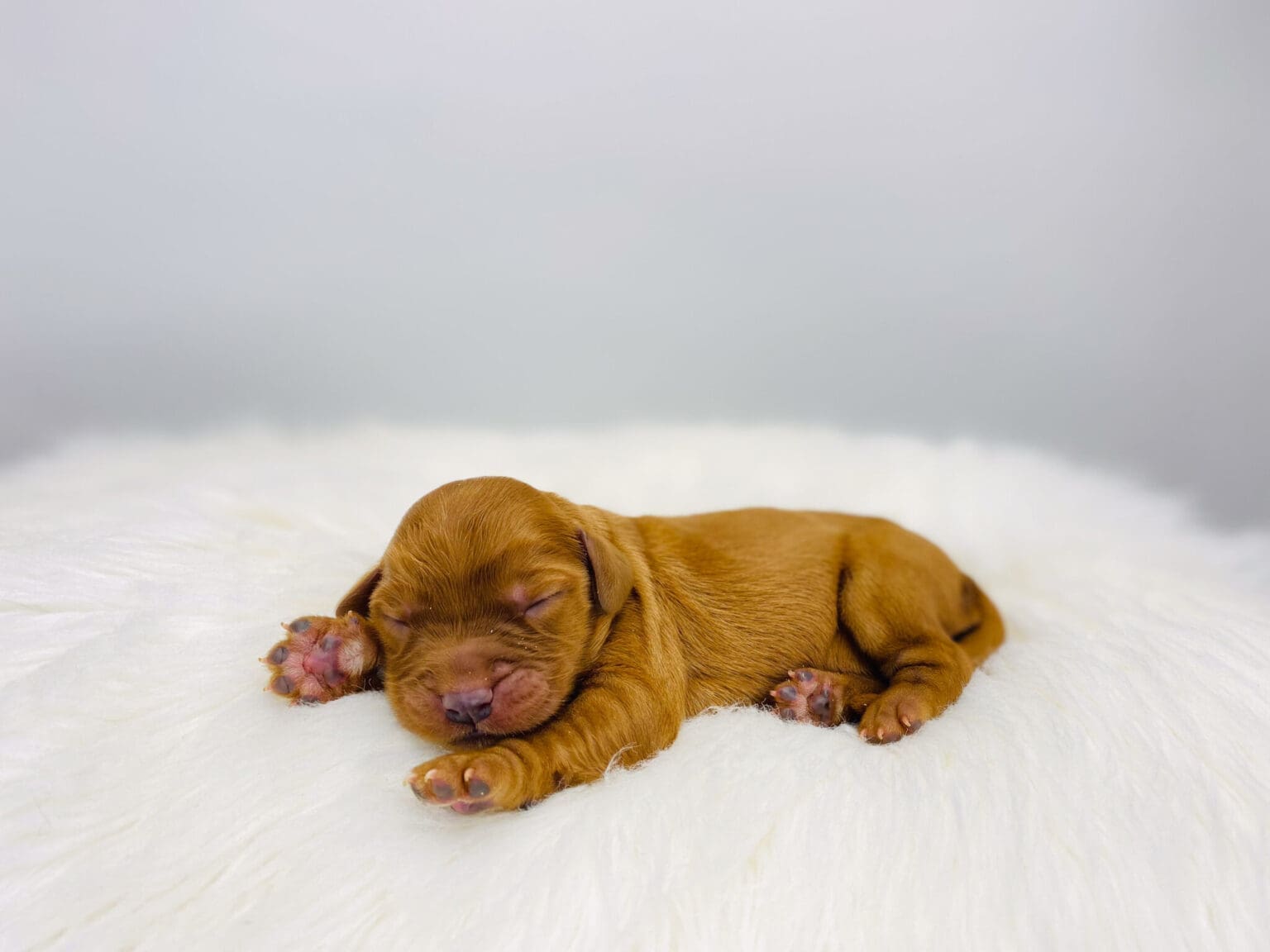 I am just a tiny baby and would love to join your family soon! Of course, you can’t see how cute and curly I will be when I get older, so the Dog Club will send updated photos when I am about 6 to 7 weeks old, if you choose to adopt me. Infant puppy deposits are refundable or transferrable.