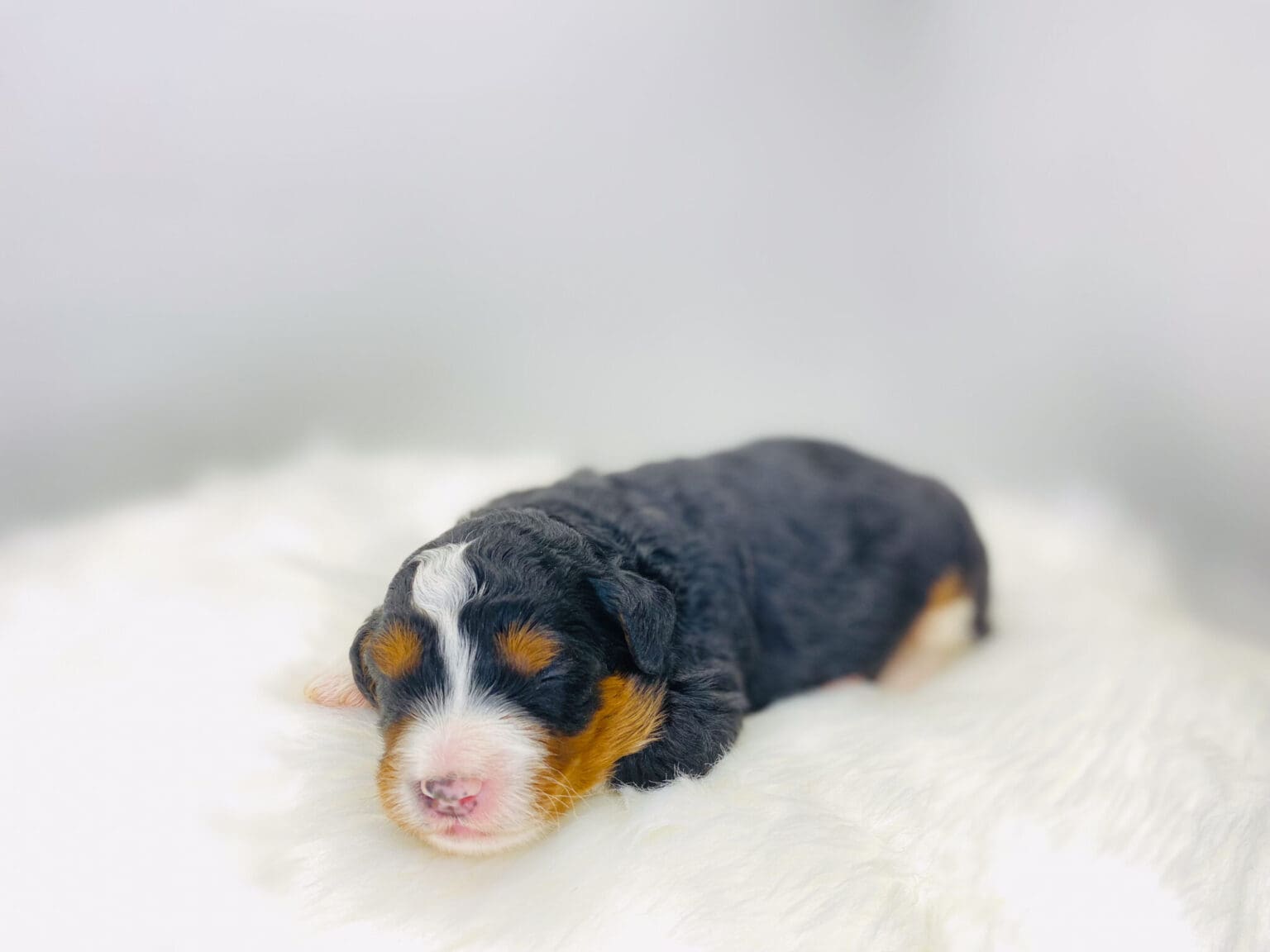 I am just a tiny baby and would love to join your family soon! Of course, you can’t see how cute and curly I will be when I get older, so the Dog Club will send updated photos when I am about 6 to 7 weeks old, if you choose to adopt me. Infant puppy deposits are refundable or transferrable.