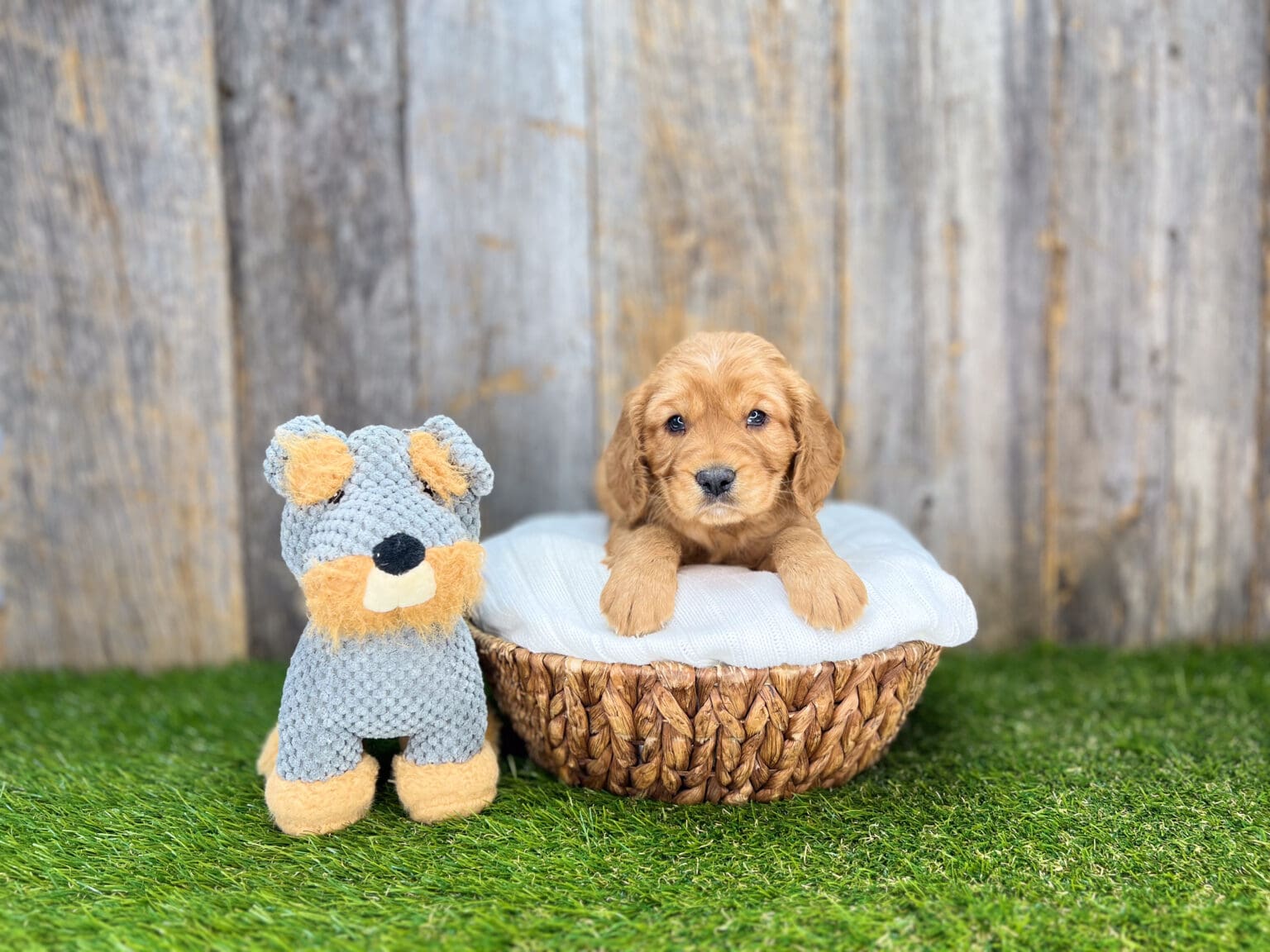 I am just a tiny baby and would love to join your family soon! Of course, you can’t see how cute and curly I will be when I get older, so the Dog Club will send updated photos when I am about 6 to 7 weeks old, if you choose to adopt me. Infant puppy deposits are refundable or transferrable.