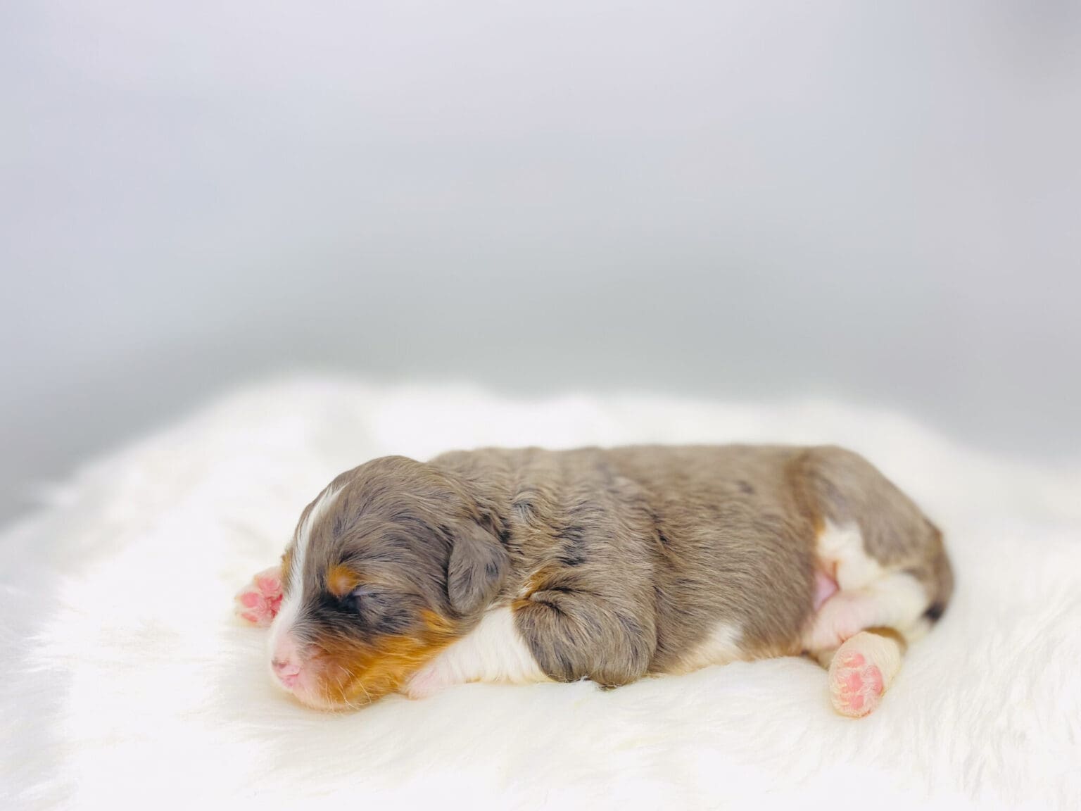 I am just a tiny baby and would love to join your family soon! Of course, you can’t see how cute and curly I will be when I get older, so the Dog Club will send updated photos when I am about 6 to 7 weeks old, if you choose to adopt me. Infant puppy deposits are refundable or transferrable.