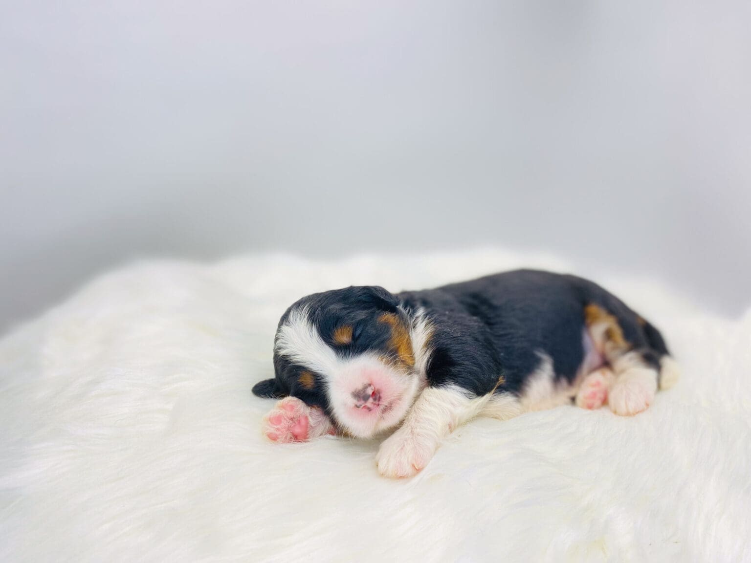 I am just a tiny baby and would love to join your family soon! Of course, you can’t see how cute and curly I will be when I get older, so the Dog Club will send updated photos when I am about 6 to 7 weeks old, if you choose to adopt me. Infant puppy deposits are refundable or transferrable.