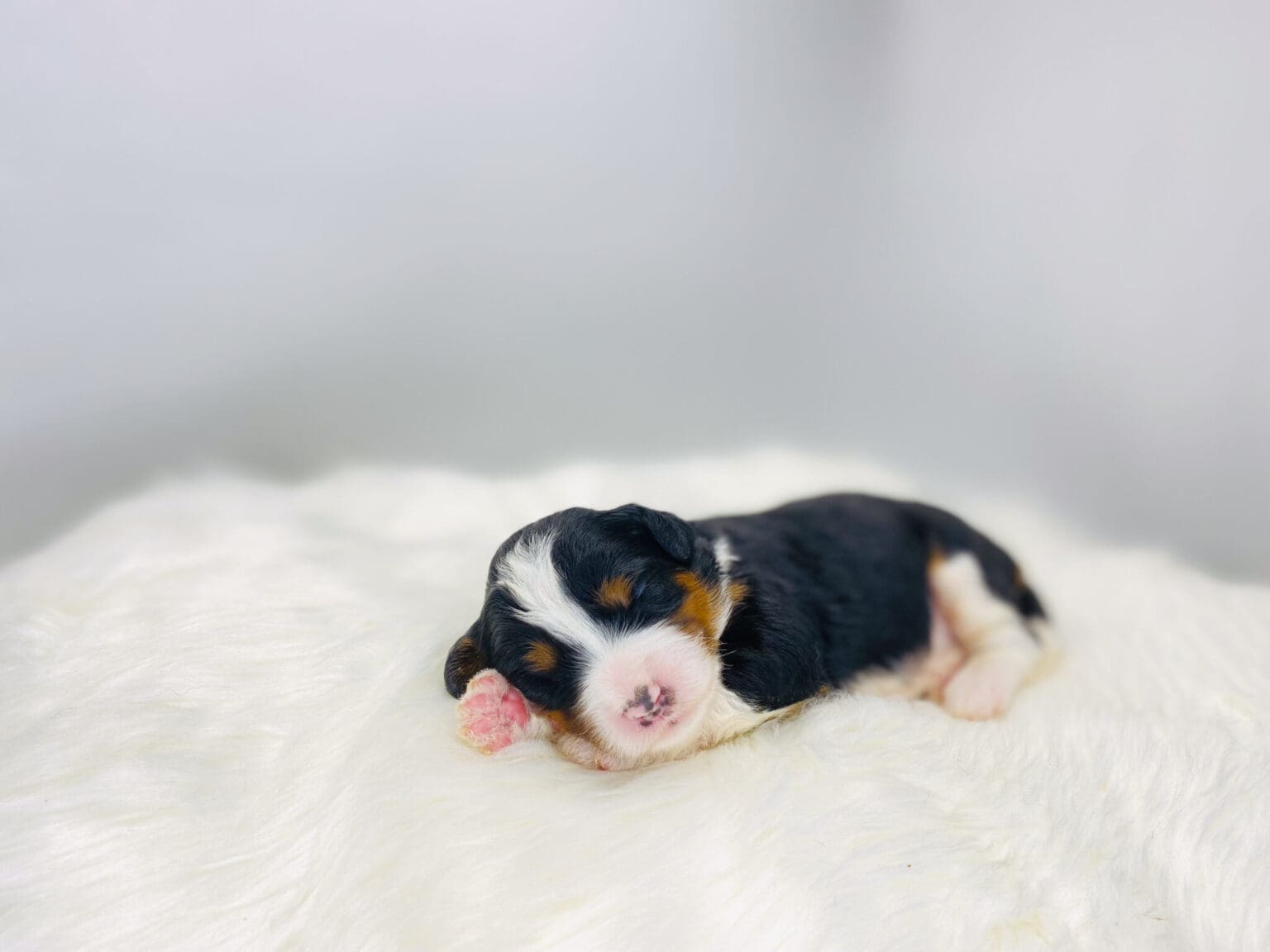 I am just a tiny baby and would love to join your family soon! Of course, you can’t see how cute and curly I will be when I get older, so the Dog Club will send updated photos when I am about 6 to 7 weeks old, if you choose to adopt me. Infant puppy deposits are refundable or transferrable.