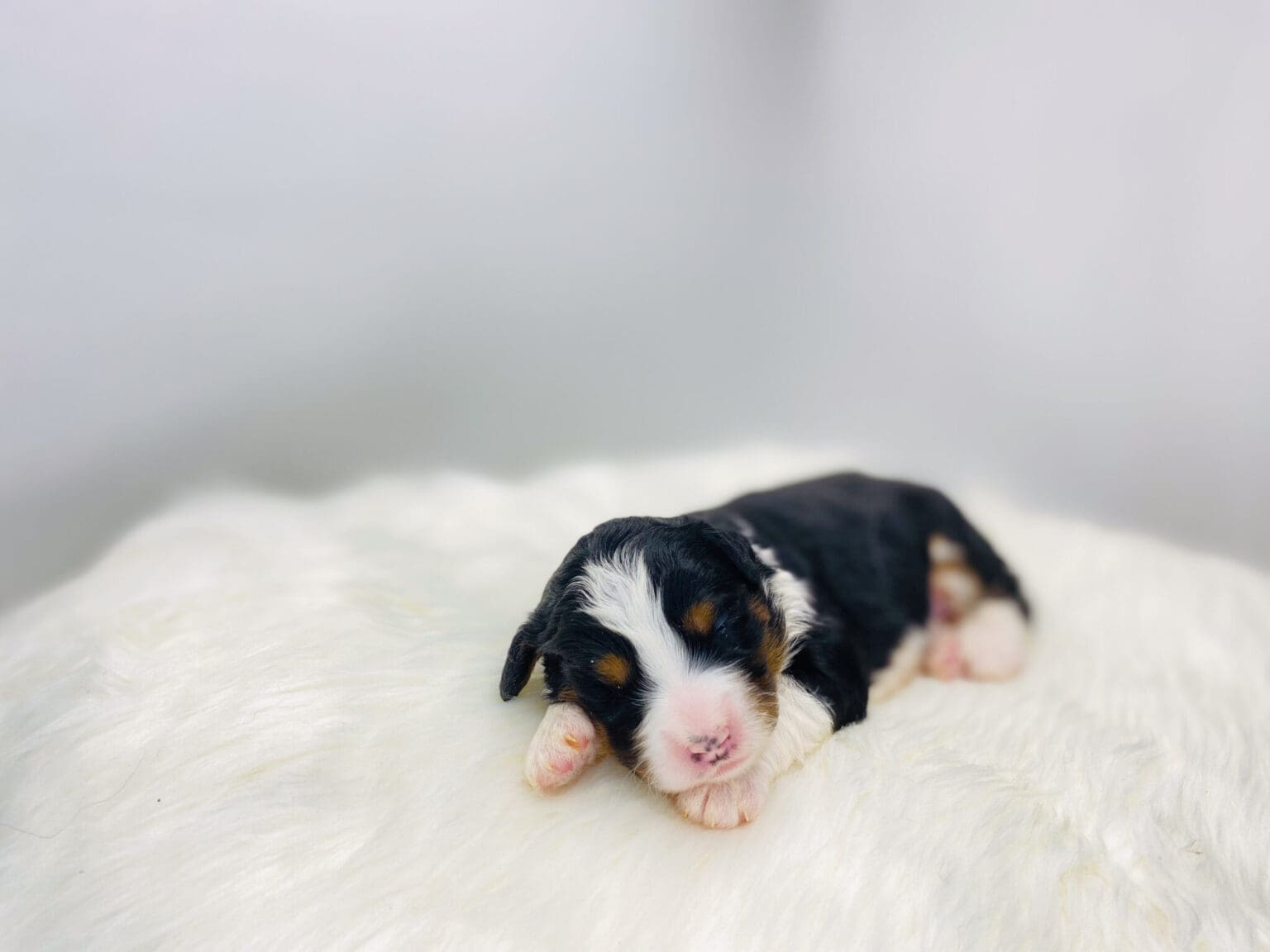 I am just a tiny baby and would love to join your family soon! Of course, you can’t see how cute and curly I will be when I get older, so the Dog Club will send updated photos when I am about 6 to 7 weeks old, if you choose to adopt me. Infant puppy deposits are refundable or transferrable.