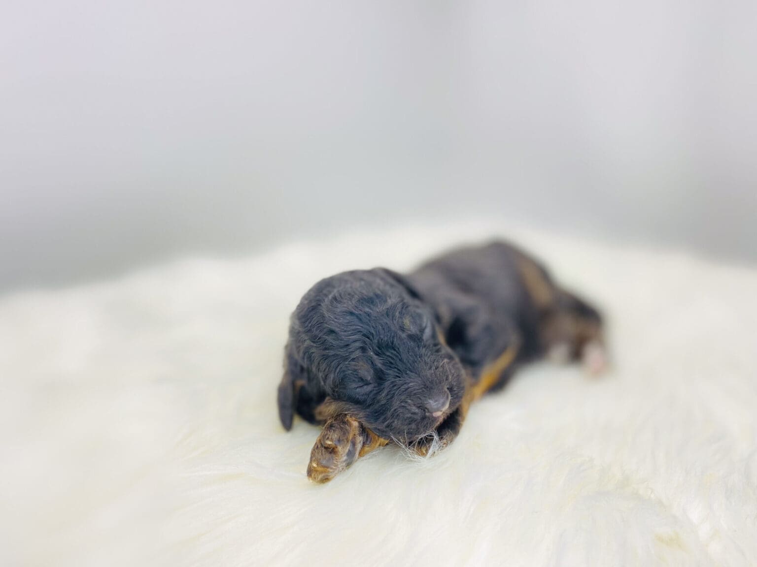 I am just a tiny baby and would love to join your family soon! Of course, you can’t see how cute and curly I will be when I get older, so the Dog Club will send updated photos when I am about 6 to 7 weeks old, if you choose to adopt me. Infant puppy deposits are refundable or transferrable.