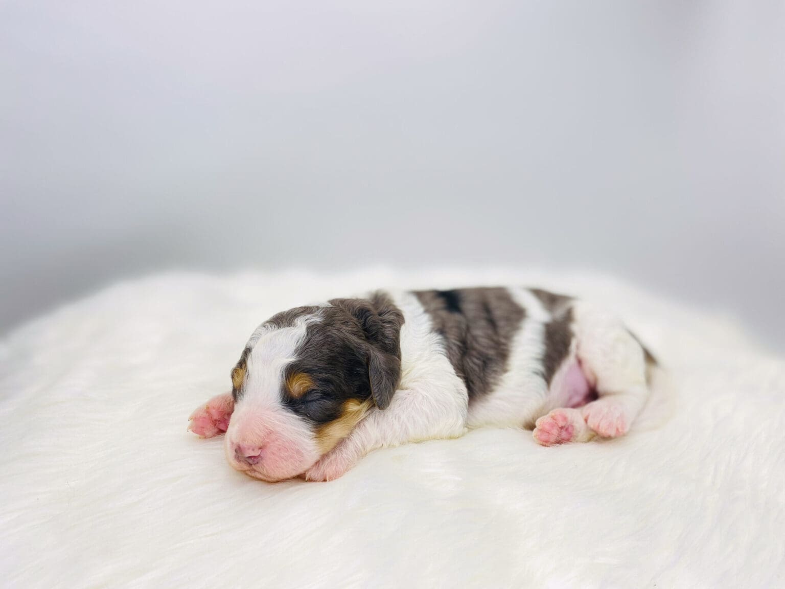 I am just a tiny baby and would love to join your family soon! Of course, you can’t see how cute and curly I will be when I get older, so the Dog Club will send updated photos when I am about 6 to 7 weeks old, if you choose to adopt me. Infant puppy deposits are refundable or transferrable.