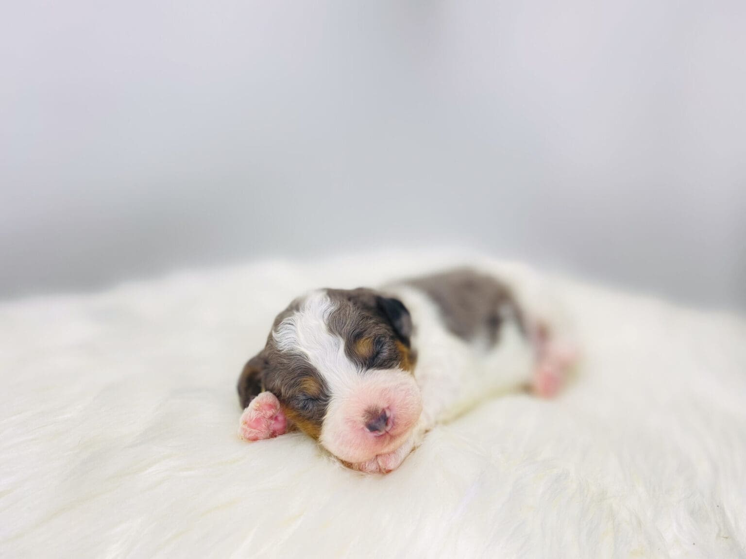 I am just a tiny baby and would love to join your family soon! Of course, you can’t see how cute and curly I will be when I get older, so the Dog Club will send updated photos when I am about 6 to 7 weeks old, if you choose to adopt me. Infant puppy deposits are refundable or transferrable.