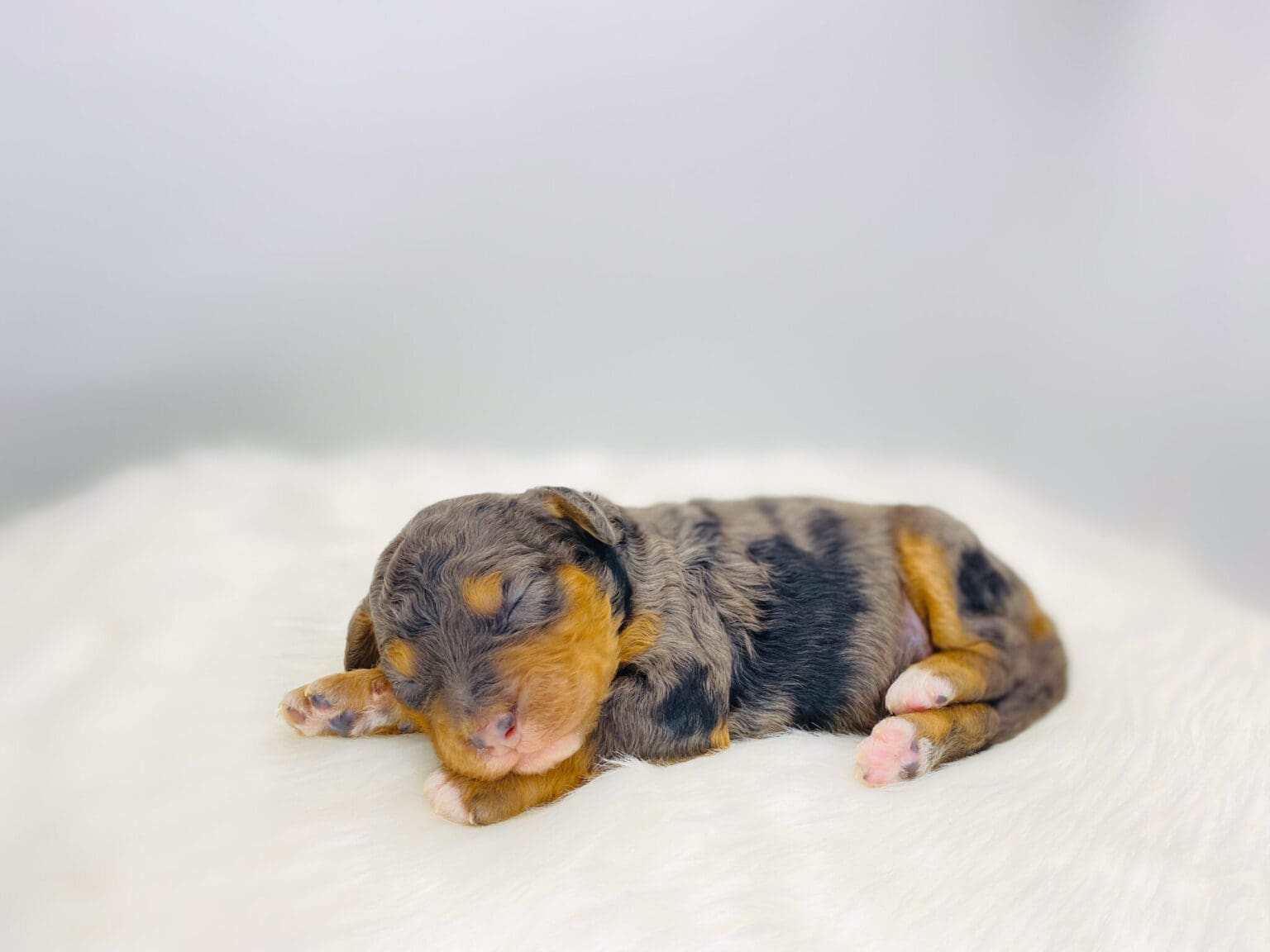 I am just a tiny baby and would love to join your family soon! Of course, you can’t see how cute and curly I will be when I get older, so the Dog Club will send updated photos when I am about 6 to 7 weeks old, if you choose to adopt me. Infant puppy deposits are refundable or transferrable.