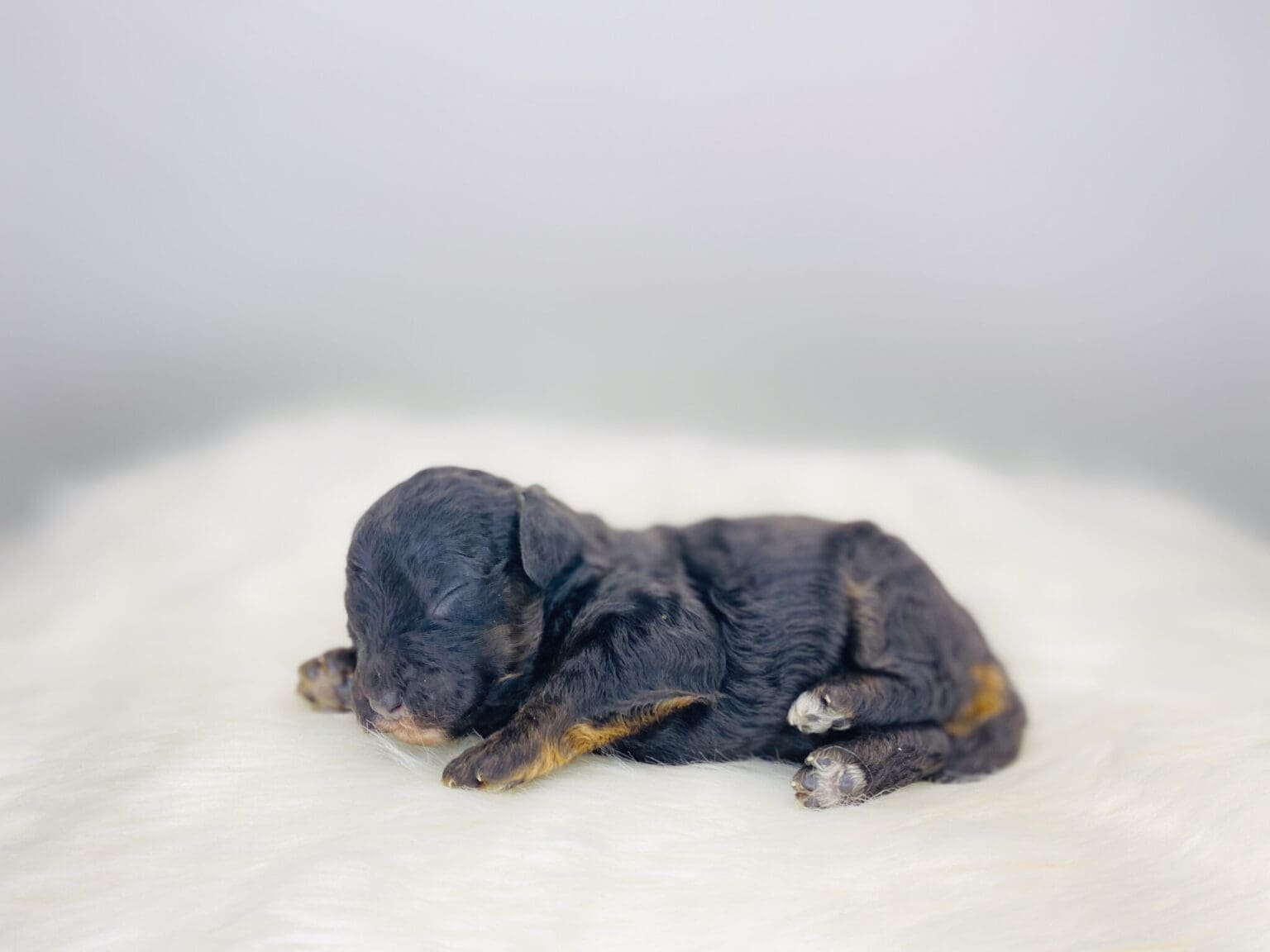 I am just a tiny baby and would love to join your family soon! Of course, you can’t see how cute and curly I will be when I get older, so the Dog Club will send updated photos when I am about 6 to 7 weeks old, if you choose to adopt me. Infant puppy deposits are refundable or transferrable.