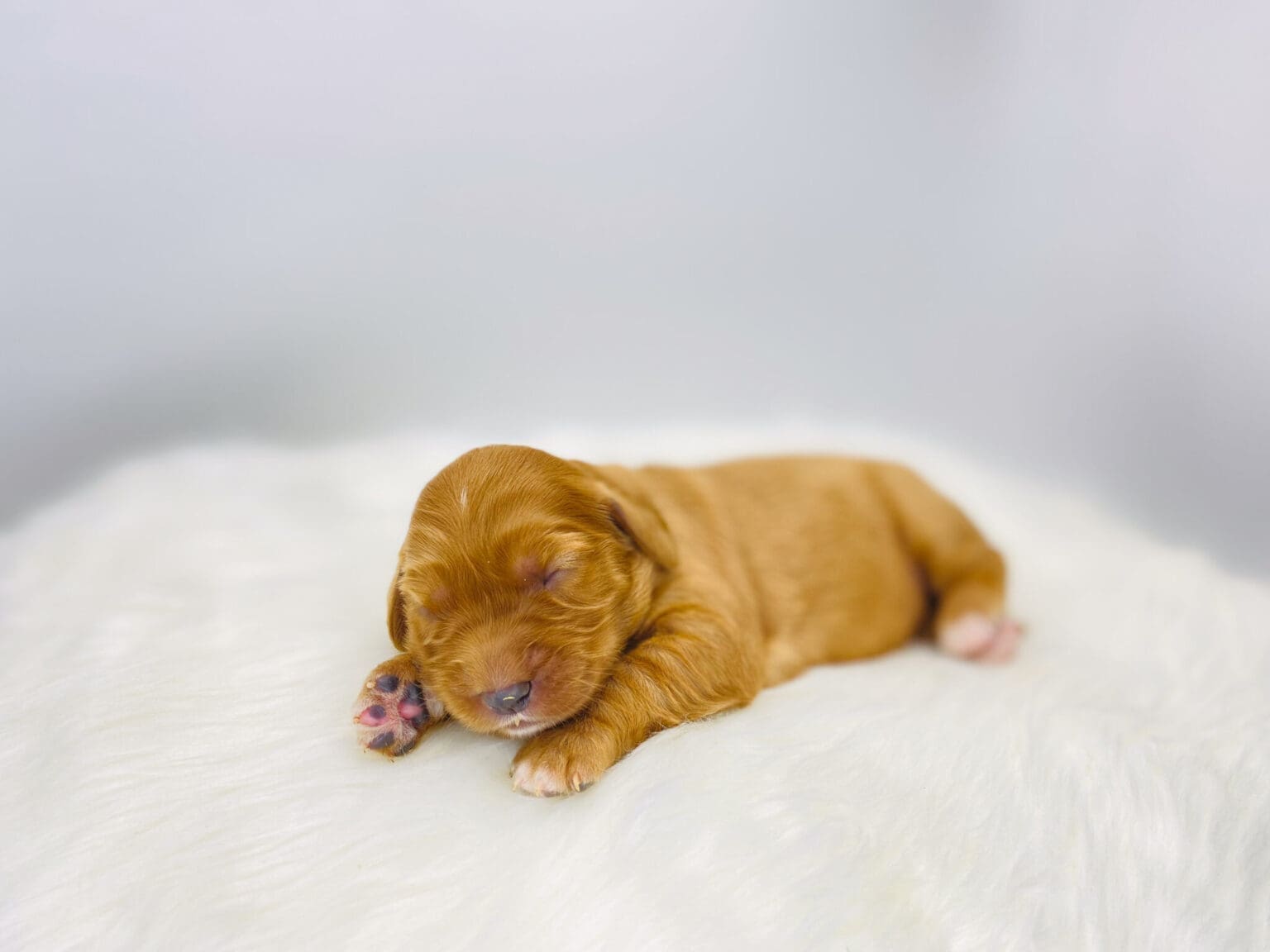 I am just a tiny baby and would love to join your family soon! Of course, you can’t see how cute and curly I will be when I get older, so the Dog Club will send updated photos when I am about 6 to 7 weeks old, if you choose to adopt me. Infant puppy deposits are refundable or transferrable.