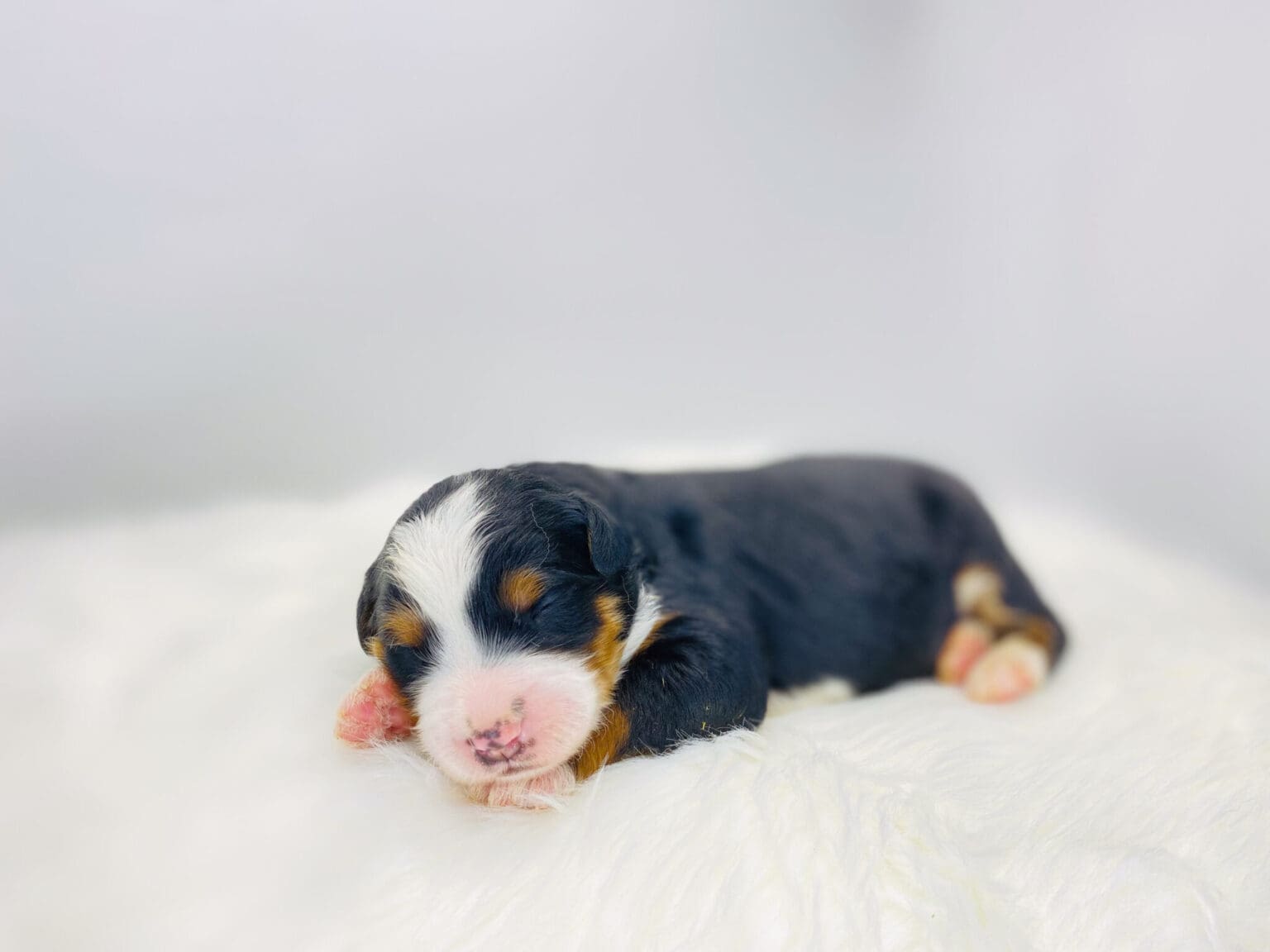 I am just a tiny baby and would love to join your family soon! Of course, you can’t see how cute and curly I will be when I get older, so the Dog Club will send updated photos when I am about 6 to 7 weeks old, if you choose to adopt me. Infant puppy deposits are refundable or transferrable.