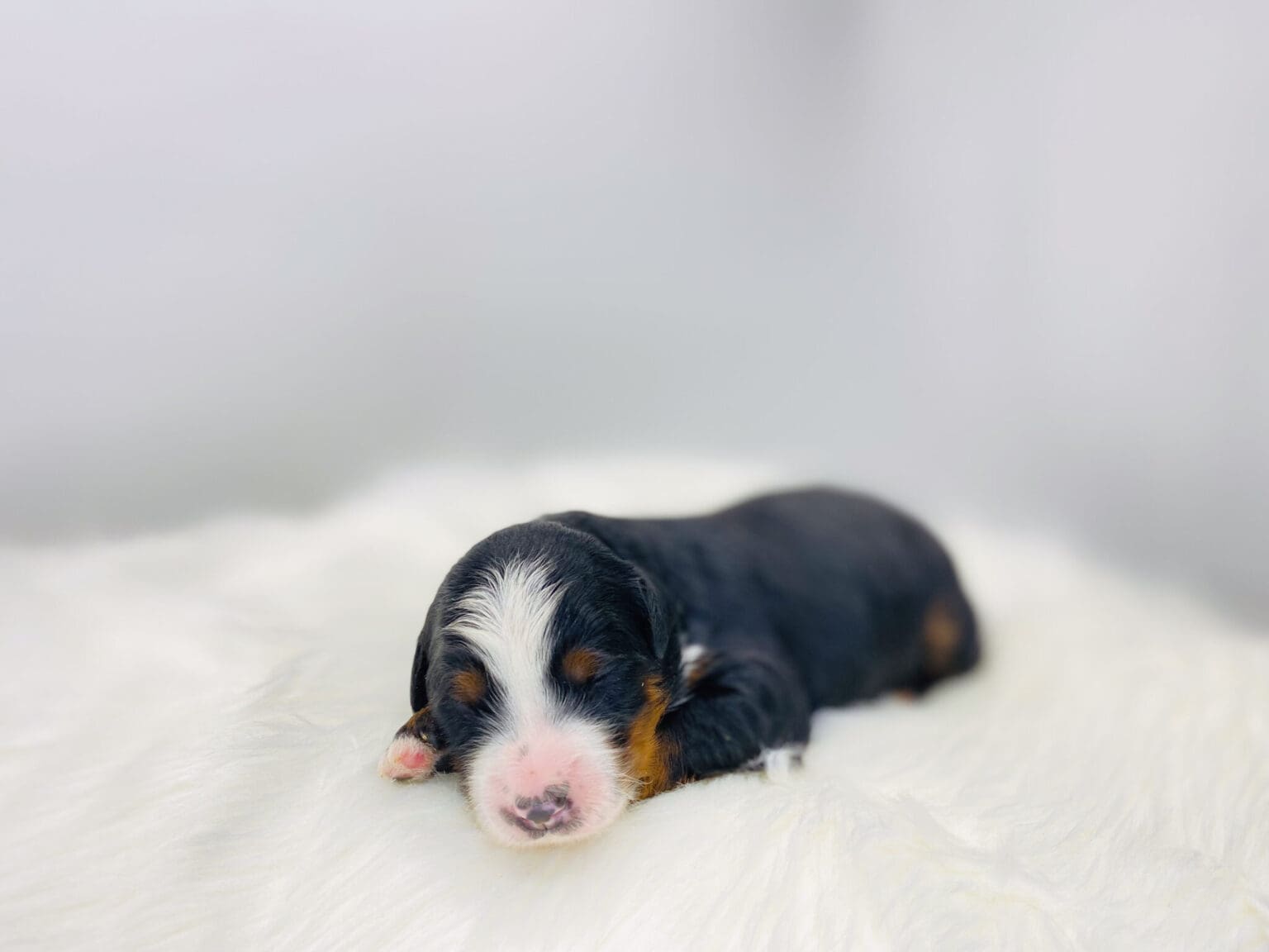 I am just a tiny baby and would love to join your family soon! Of course, you can’t see how cute and curly I will be when I get older, so the Dog Club will send updated photos when I am about 6 to 7 weeks old, if you choose to adopt me. Infant puppy deposits are refundable or transferrable.