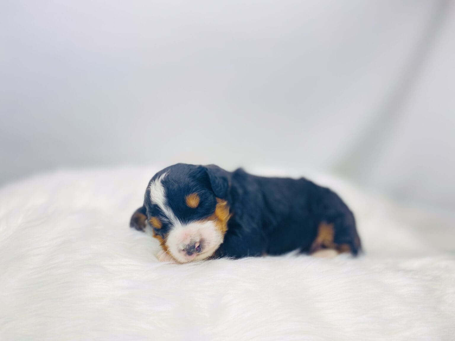 I am just a tiny baby and would love to join your family soon! Of course, you can’t see how cute and curly I will be when I get older, so the Dog Club will send updated photos when I am about 6 to 7 weeks old, if you choose to adopt me. Infant puppy deposits are refundable or transferrable.