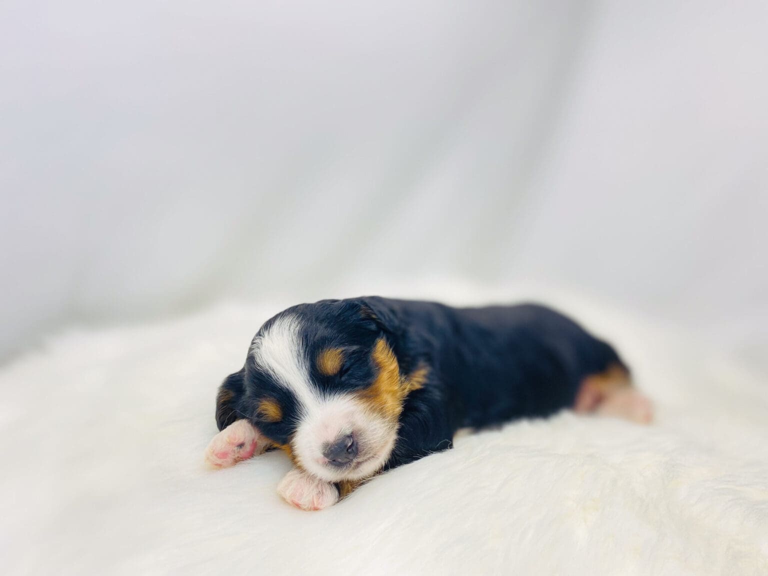 I am just a tiny baby and would love to join your family soon! Of course, you can’t see how cute and curly I will be when I get older, so the Dog Club will send updated photos when I am about 6 to 7 weeks old, if you choose to adopt me. Infant puppy deposits are refundable or transferrable.