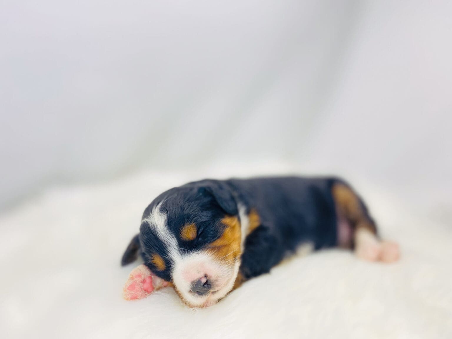 I am just a tiny baby and would love to join your family soon! Of course, you can’t see how cute and curly I will be when I get older, so the Dog Club will send updated photos when I am about 6 to 7 weeks old, if you choose to adopt me. Infant puppy deposits are refundable or transferrable.